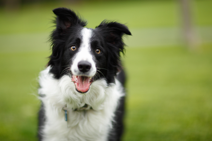 Border Collies are particularly good at learning the names of objects. Photo: Getty Images