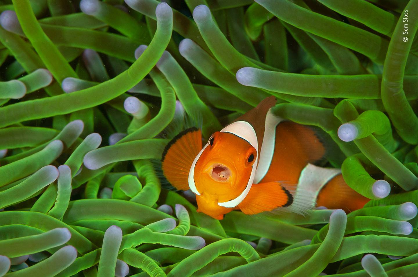 Clownfish with tongue isopod parasite. Photo: Sam Sloss / Wildlife Photographer of the Year