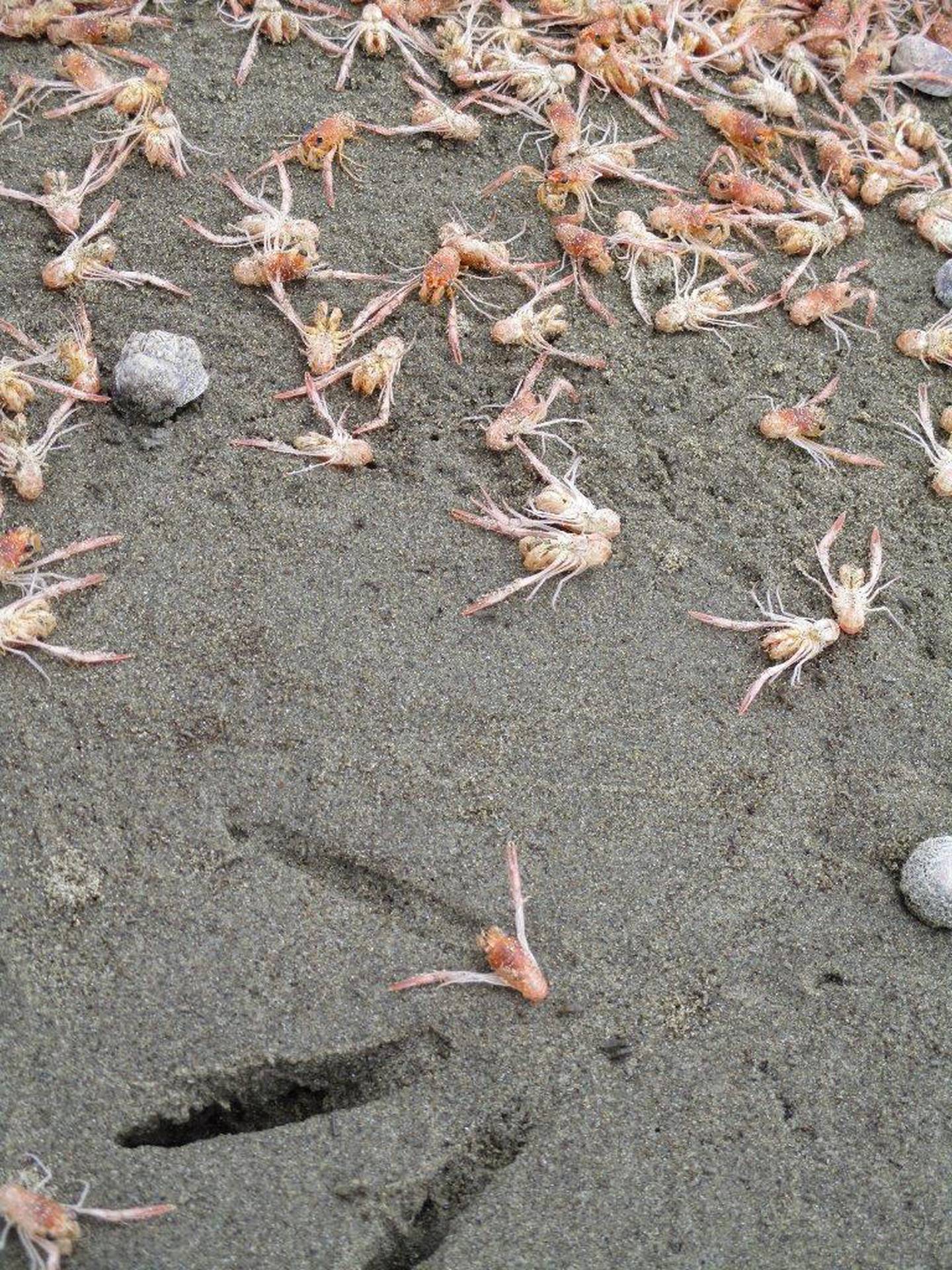 Millions of tiny crabs have washed up on the beach. Photo: Supplied via NZH