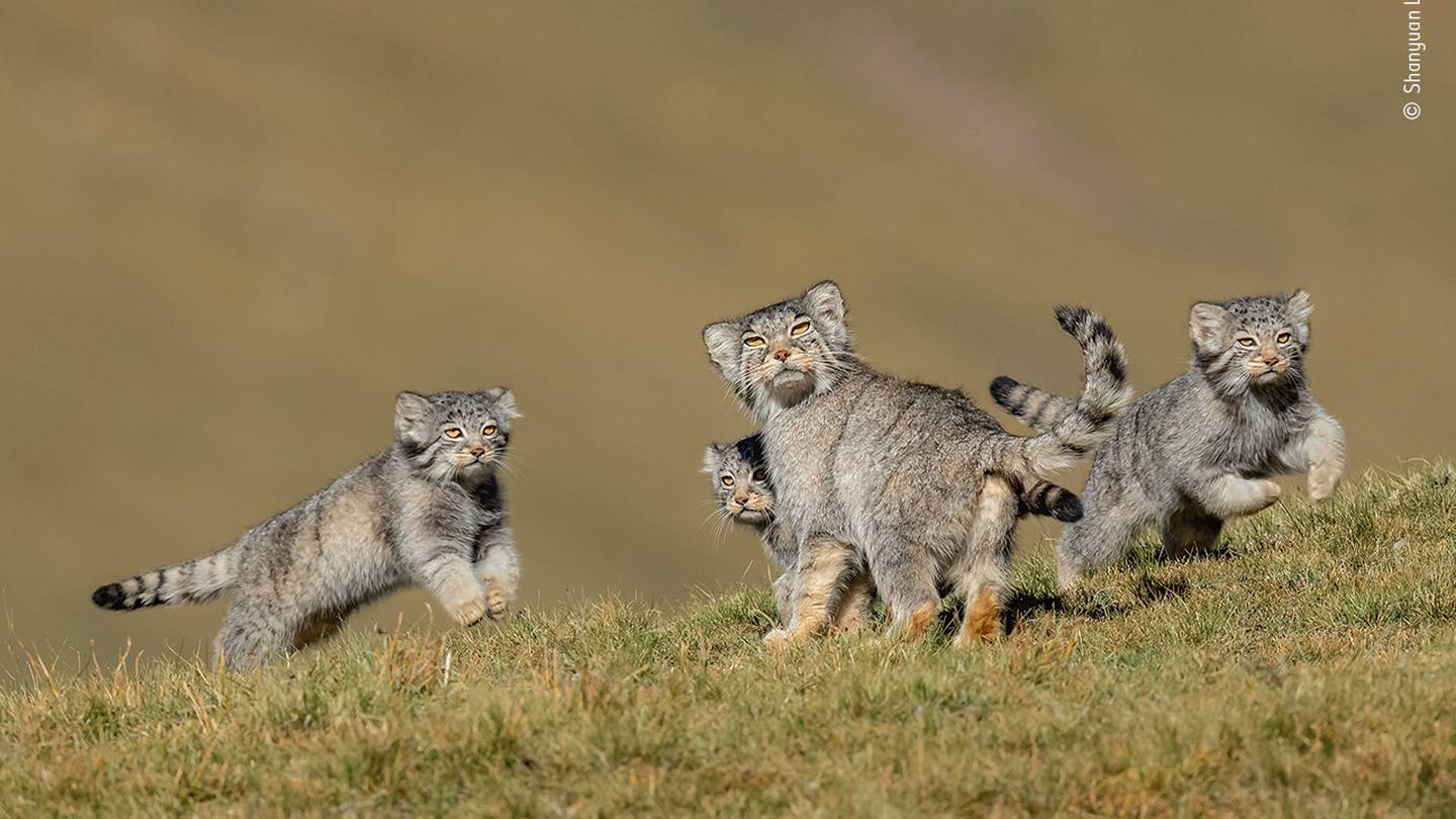 Photo: Shanyuan Li / Wildlife Photographer of the Year