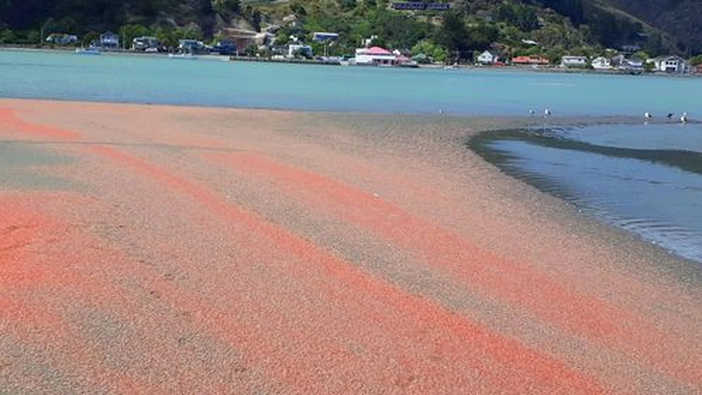 Thousands of dead krill turned Southshore beach pink. Photo: Margaret Ellingford via NZH