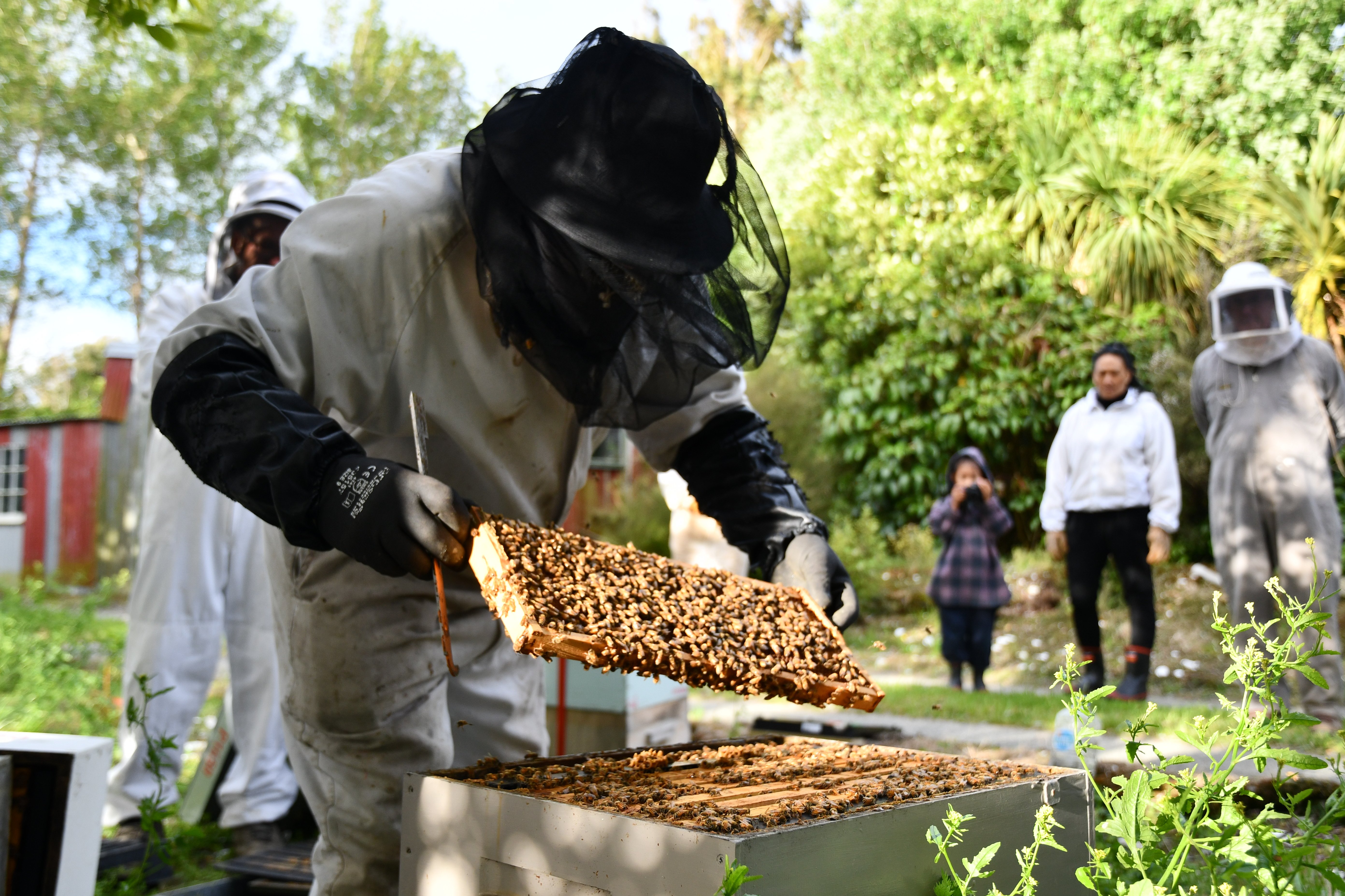 Southland Bee Society chairman Geoff Scott sets up new hives at Folster Gardens in Invercargill....