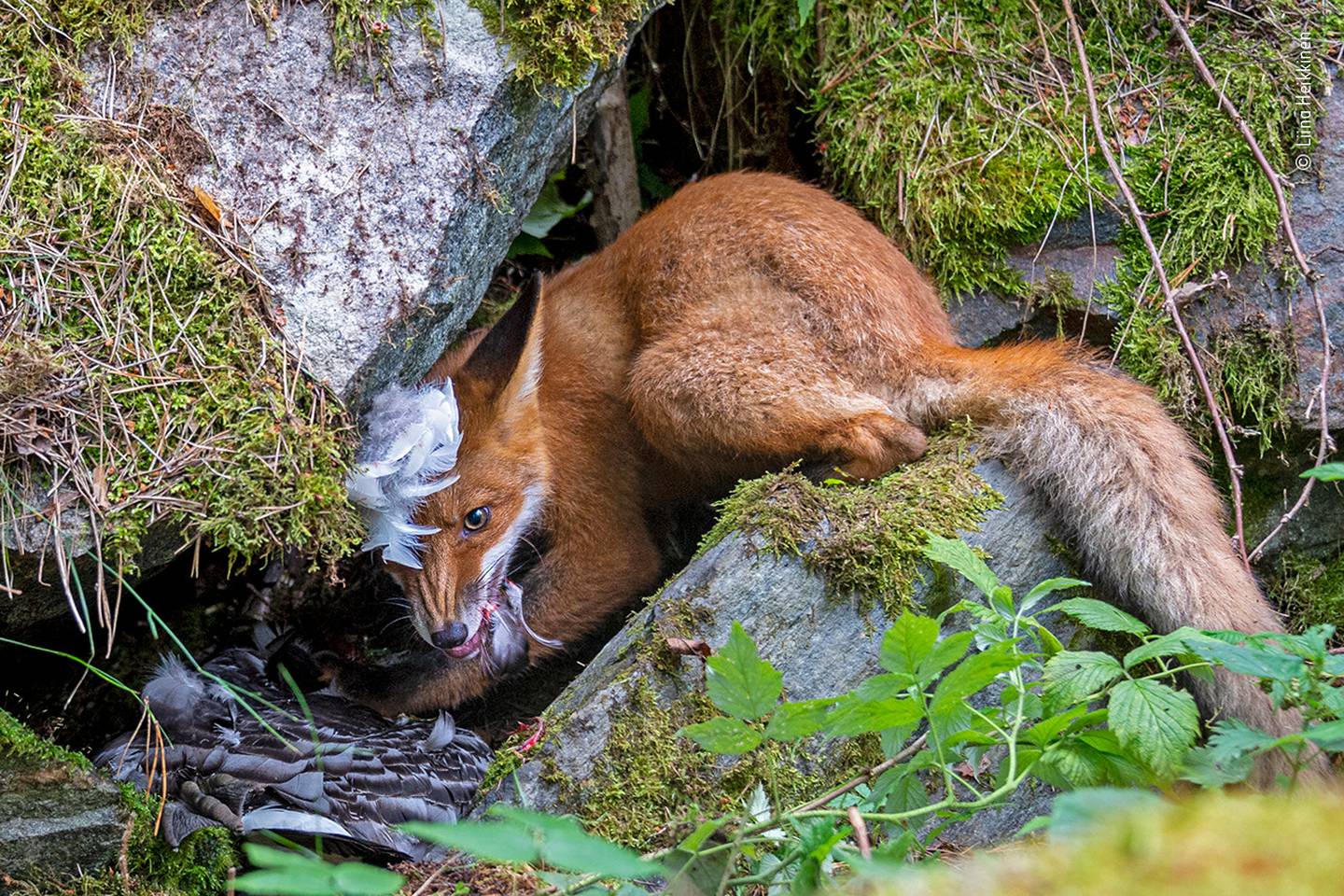 Photo: Liina Haikkinen / Wildlife Photographer of the Year