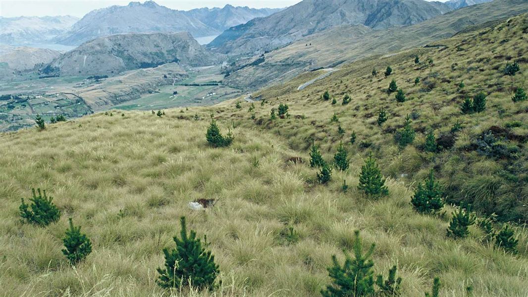 Wilding conifers are invasive weeds that threaten to permanently alter the unique landscapes of...