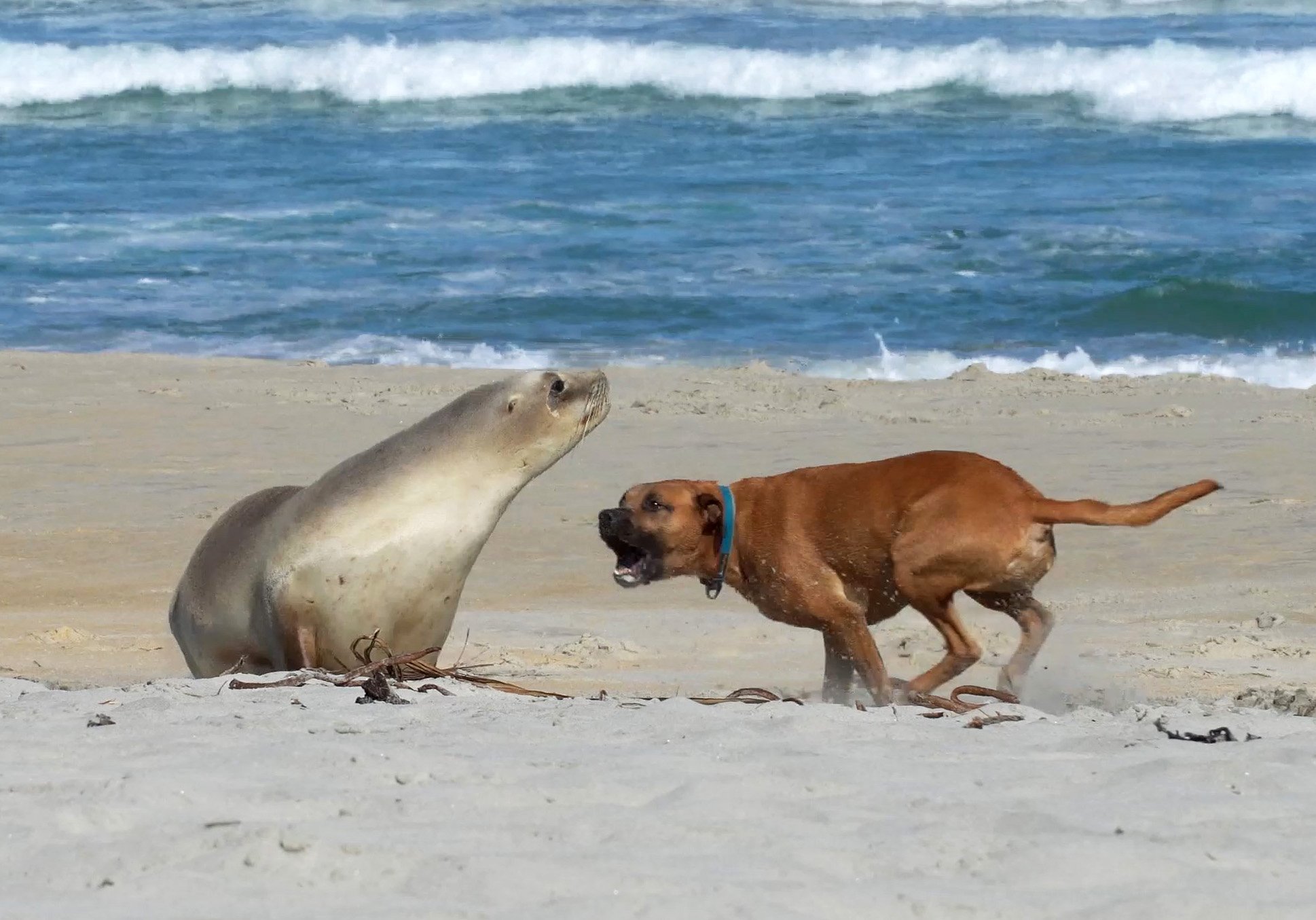 A dog off its leash disturbs a sea lion resting on Smaills Beach, in Dunedin, last week. PHOTO:...