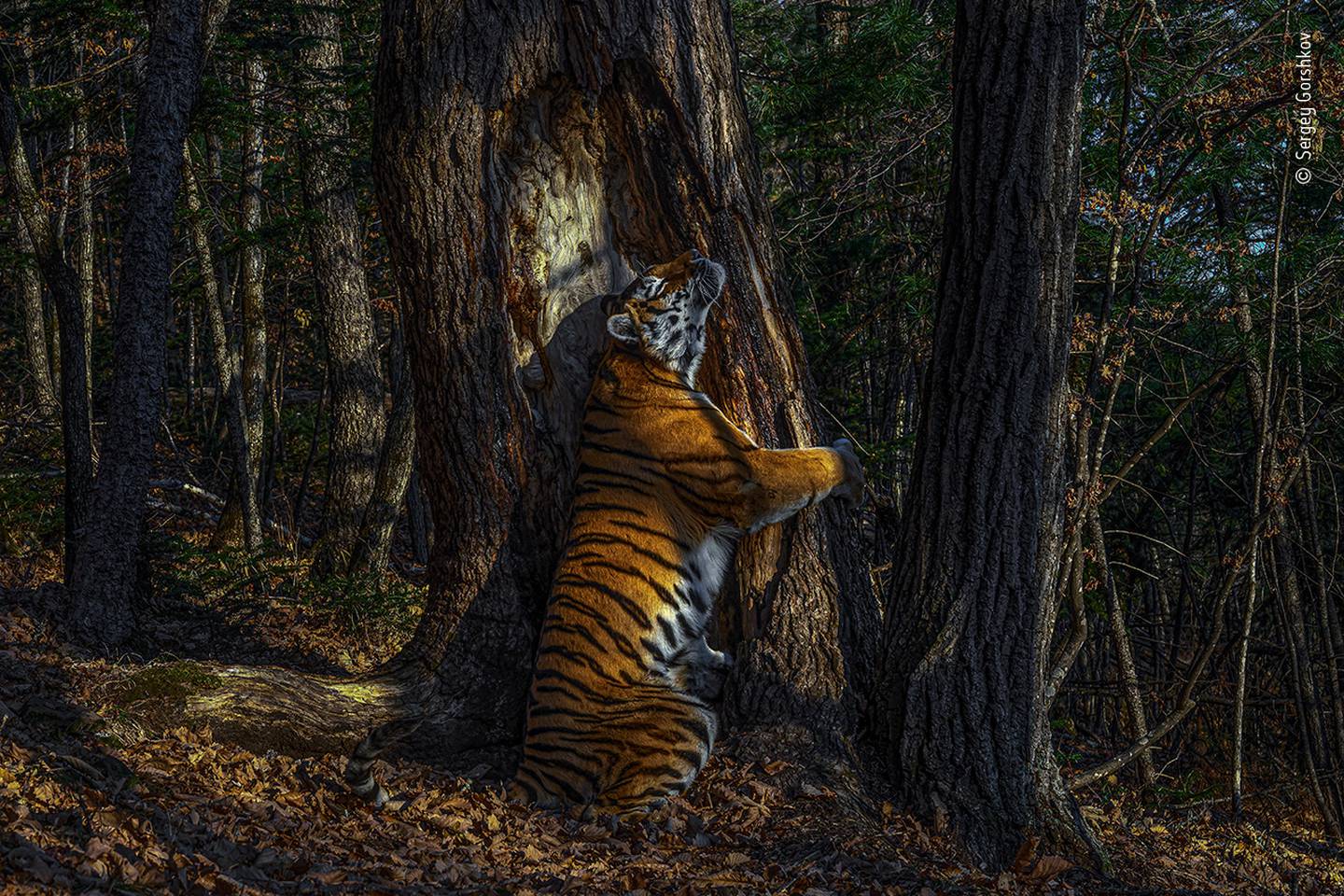 Wild and free Siberian Tiger. Photo: Sergey Gorshkov / Wildlife Photographer of the Year