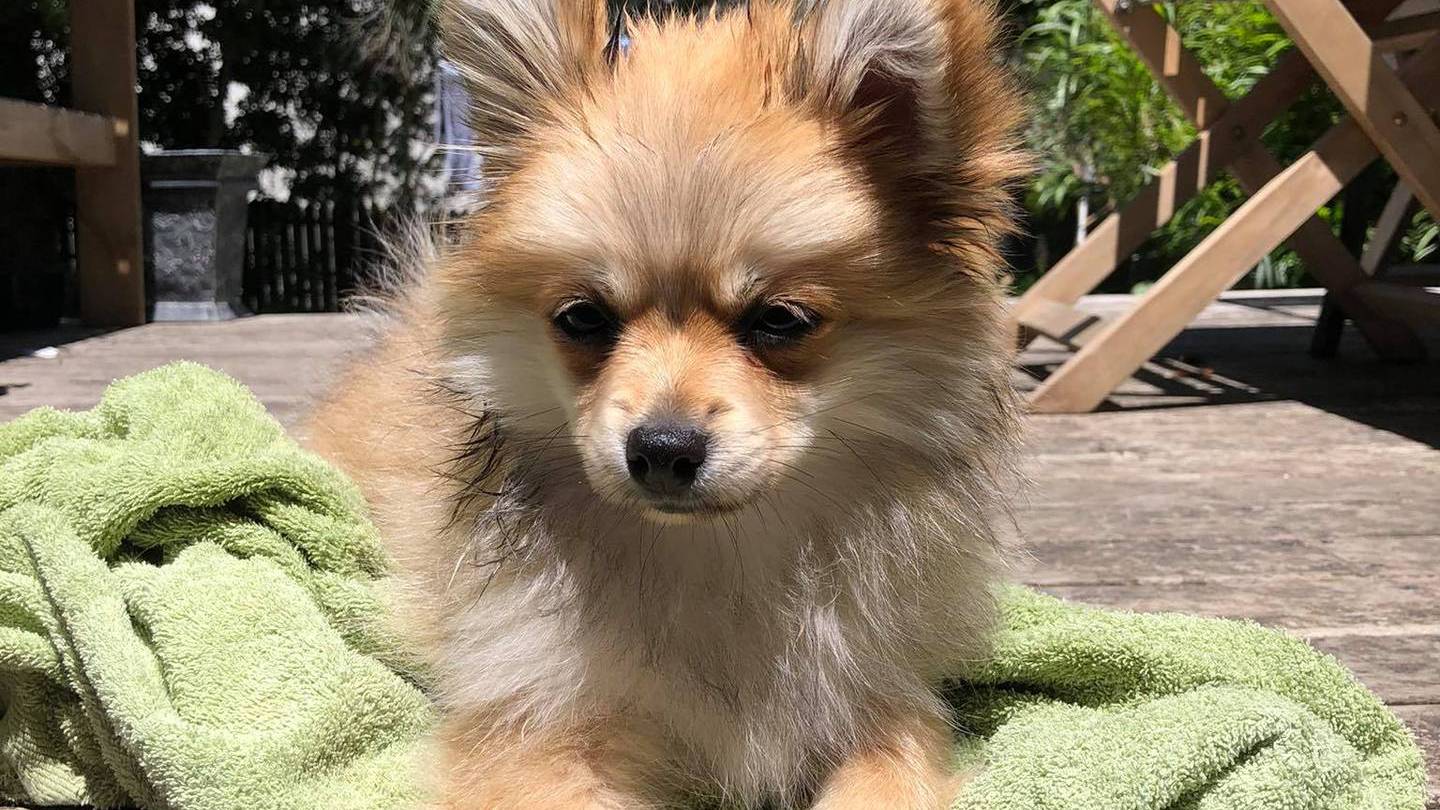 Bill the 16-week-old Pomeranian went missing on Saturday. Photo: Supplied