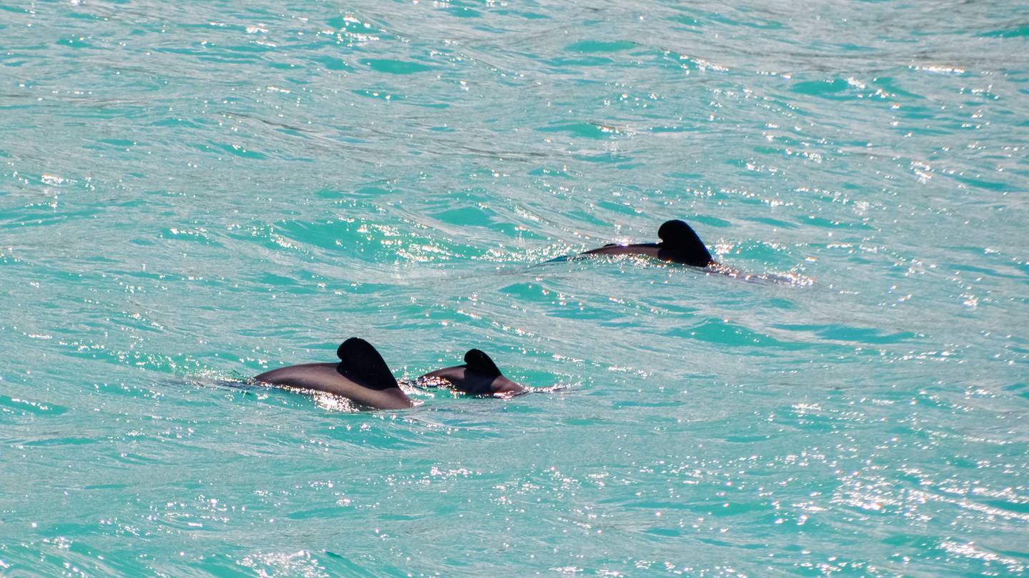 Hector's dolphins in Akaroa Harbour. Photo: Black Cat Cruises