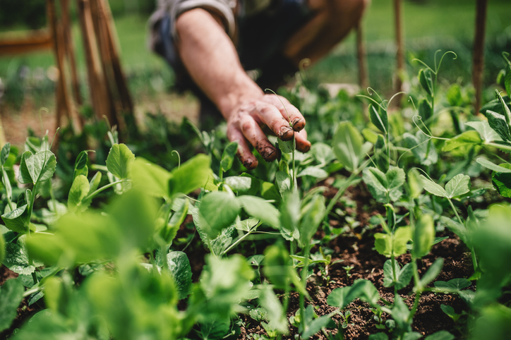 Potting mix is the most common source of Legionella bacteria but it is also be present in compost...