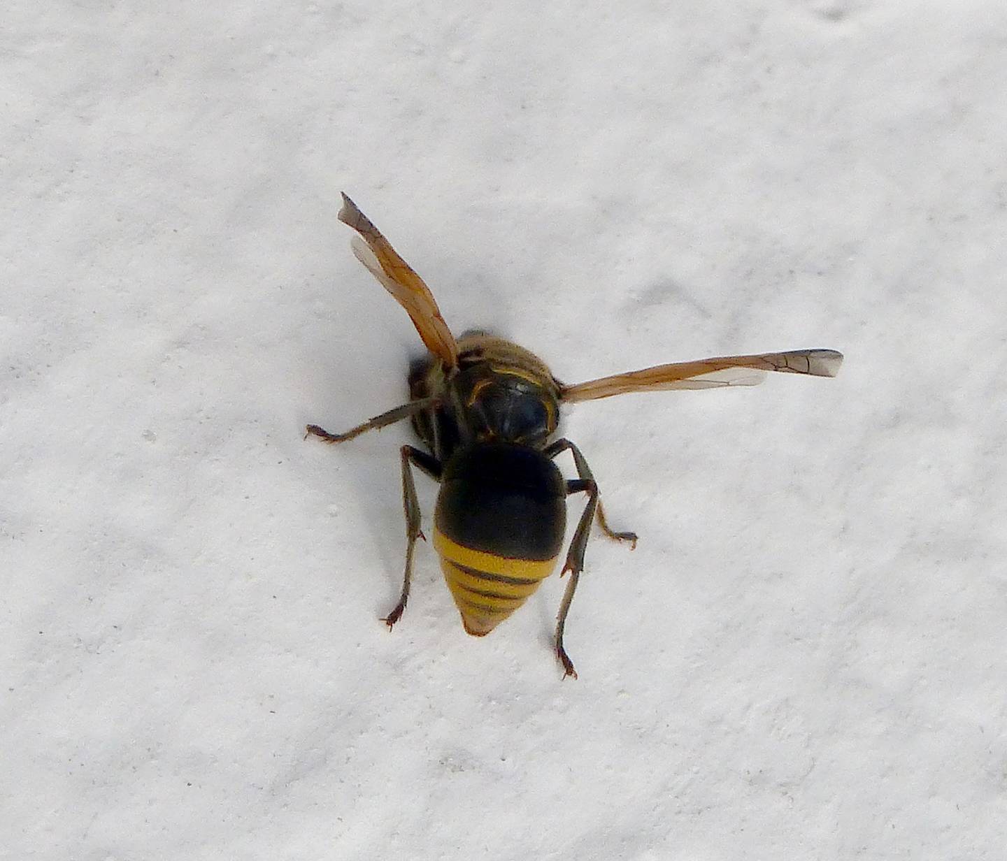 Keyhole or 'Mason' wasps will make nests in tiny holes like aircraft instruments. Photo: Gail...