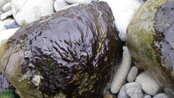 Phormidium forms thick dark brown mats on rocks in the riverbed and can sometimes look like black...