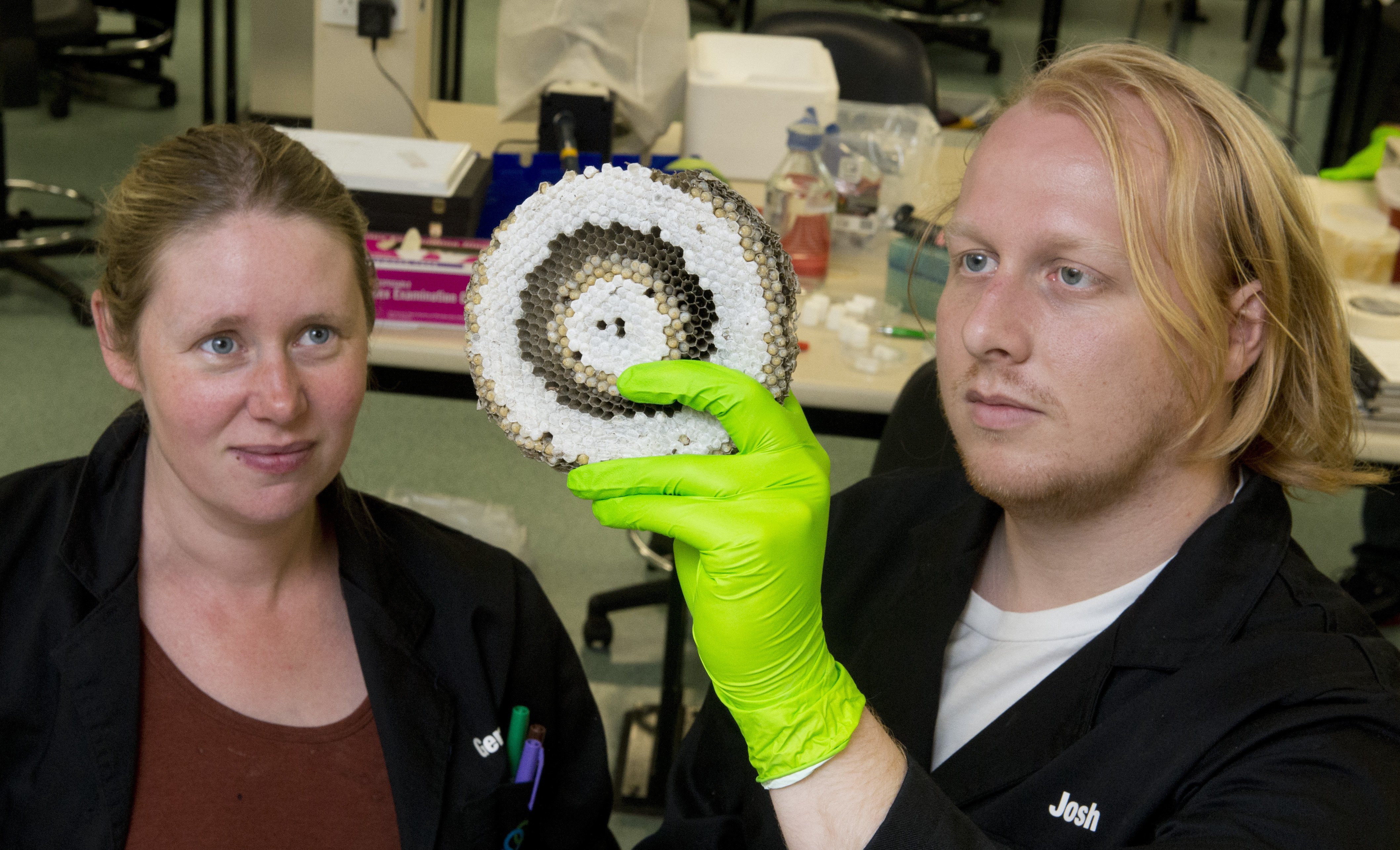 University of Otago students Gemma McLaughlin and Josh Gilligan check out part of a wasp nest...