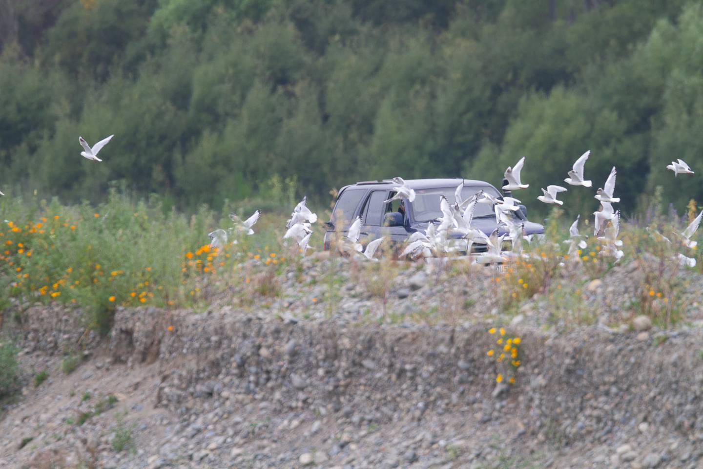 About 10 black-billed gulls have reportedly been killed at the colony this season. Photo: Grant...