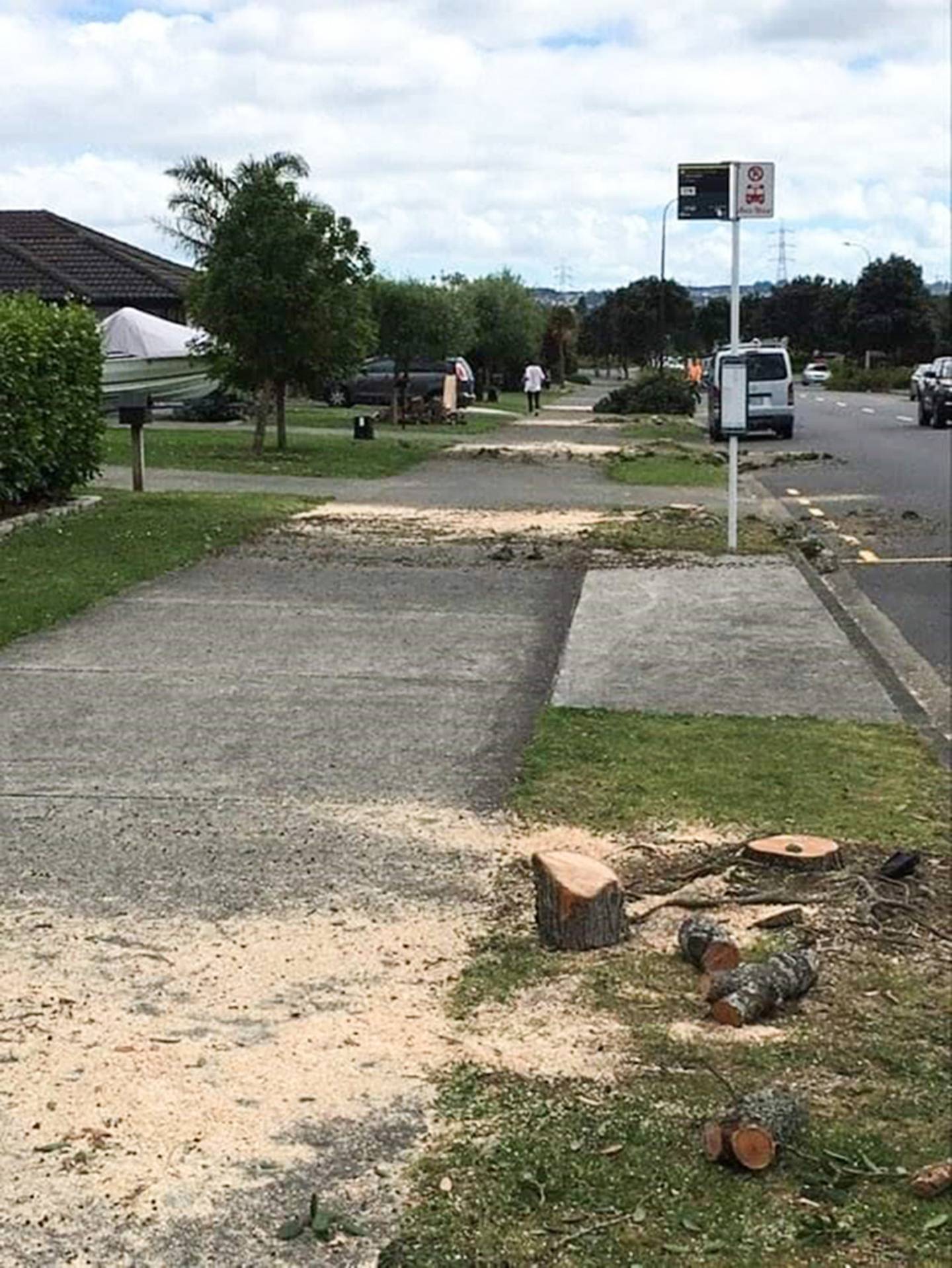 The native trees, just weeks from their seasonal bloom at the time, were the property of Auckland...