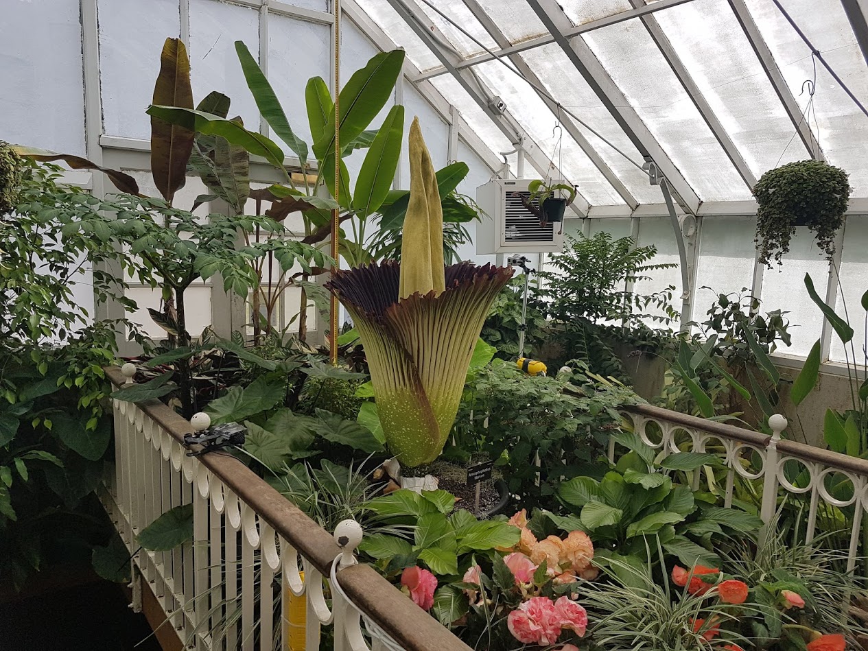 The plant was gifted to the Dunedin Botanic Garden in 2008 but only flowered for the first time...