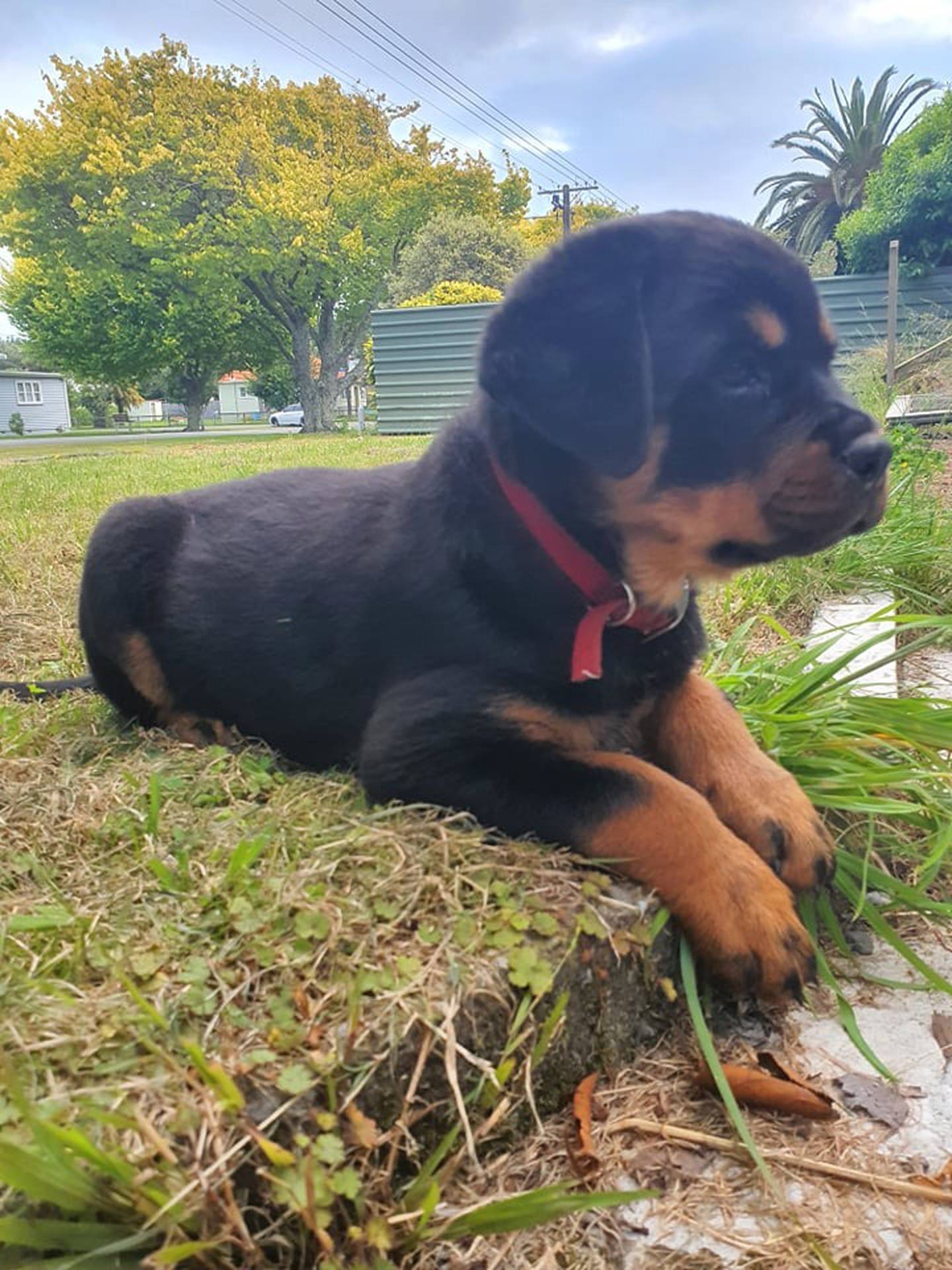 Two of the three puppies on the Levin property were taken on Wednesday night. Photo / Supplied