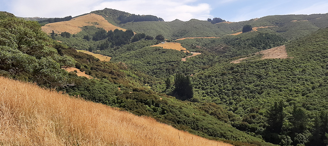 The Goughs Bay ‘Haley fence’ project. Photo: ECan