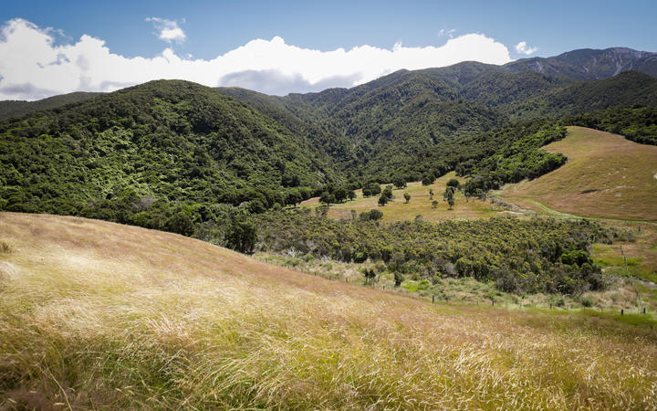 Mt Fyffe Wetland is a special place, Heath Melville says. Photo: RNZ / Nate McKinnon