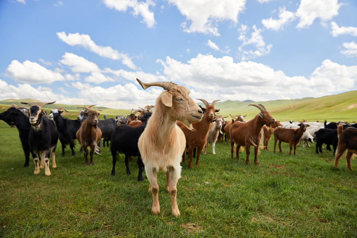 Two goats were slaughtered in what's been described as a religious ritual. File Photo: Getty Images