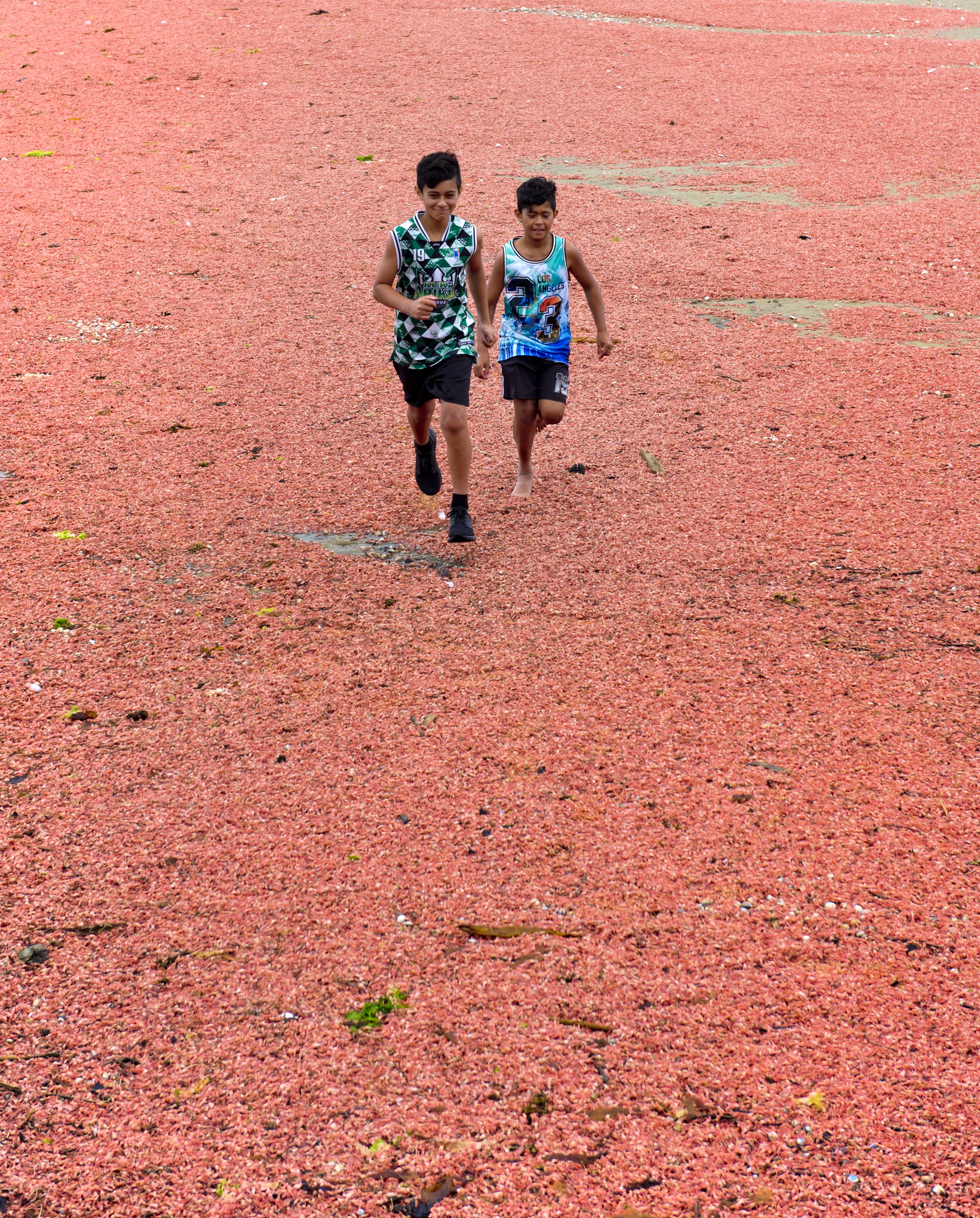 Auckland brothers Caleb (13) and Miles Wichman (11) run over a carpet of krill washed up on Te...