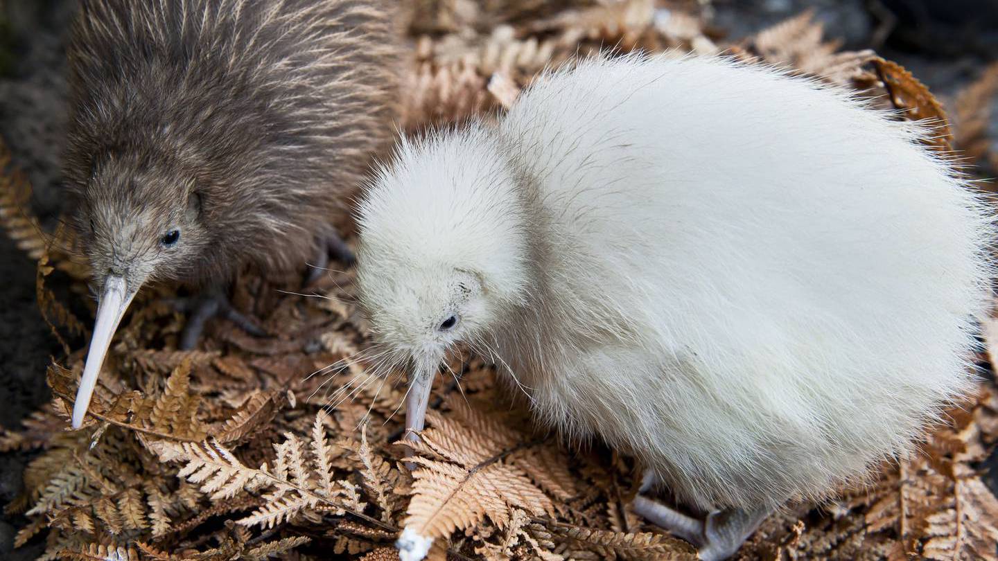 Manukura next to a former burrow-mate, Potiki. Photo: Supplied