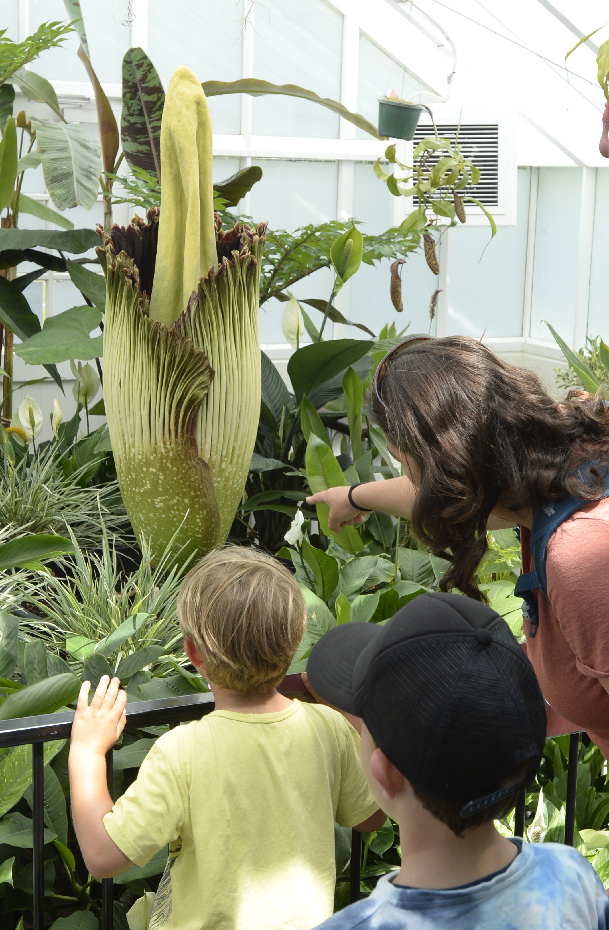 The corpse flower is expected to be fully open at the Dunedin Botanic Garden on Friday night. The...