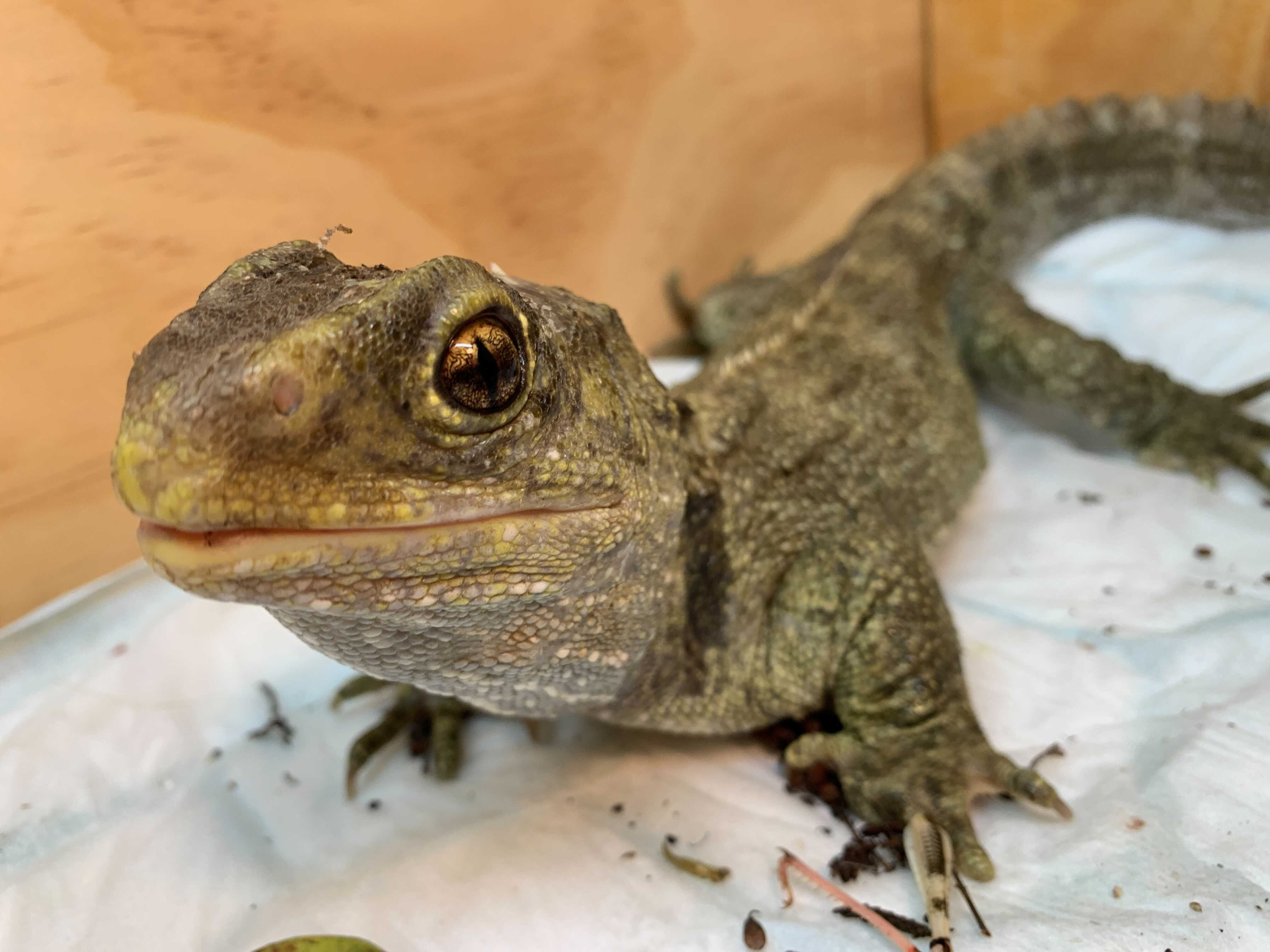 Brutus the tuatara was recently in Dunedin Wildlife Hospital being successfully treated for a...