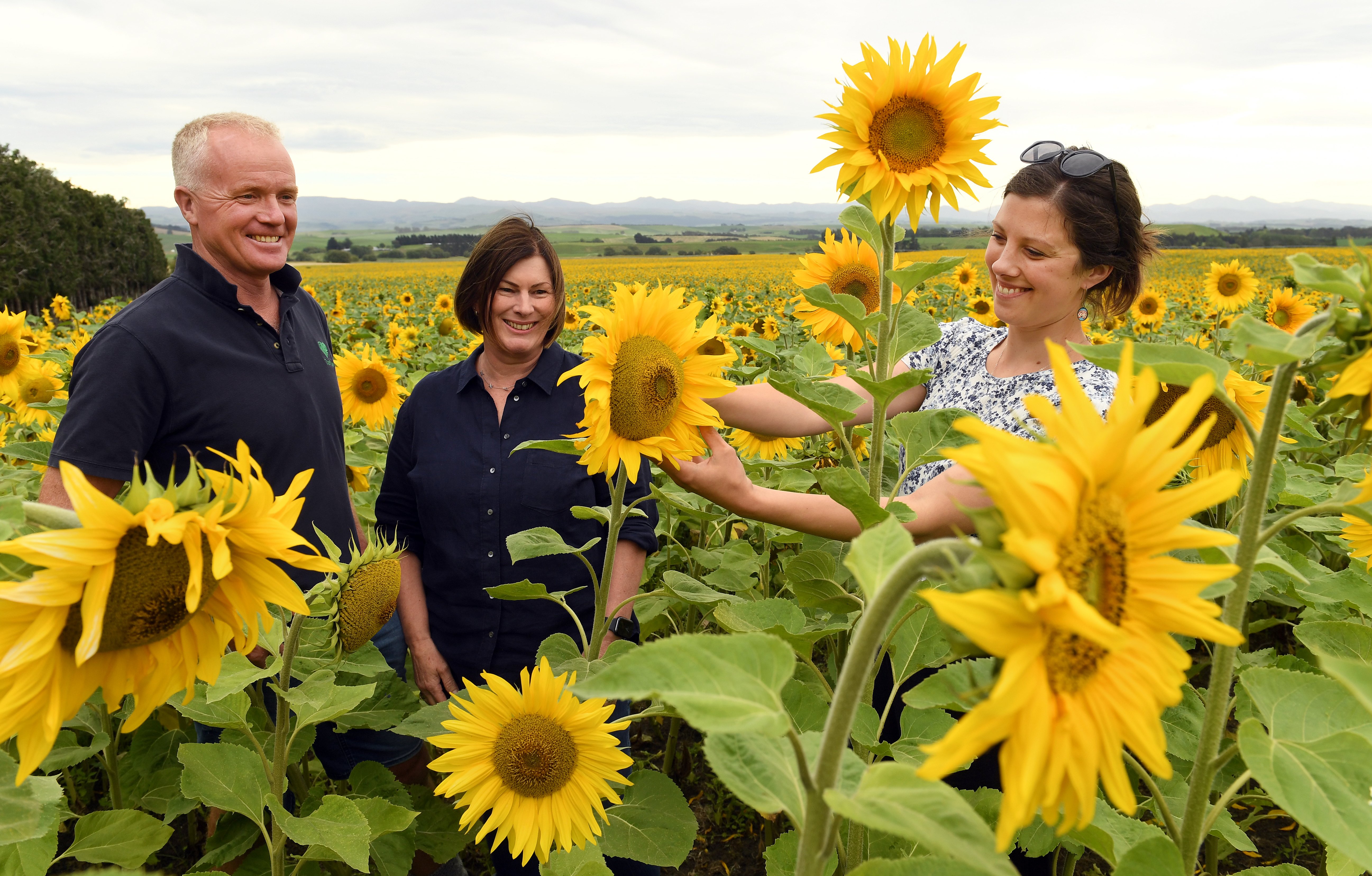 Pleased with the growth of their sunflowers are (from left) Rosedale farm owners Peter and Sandra...