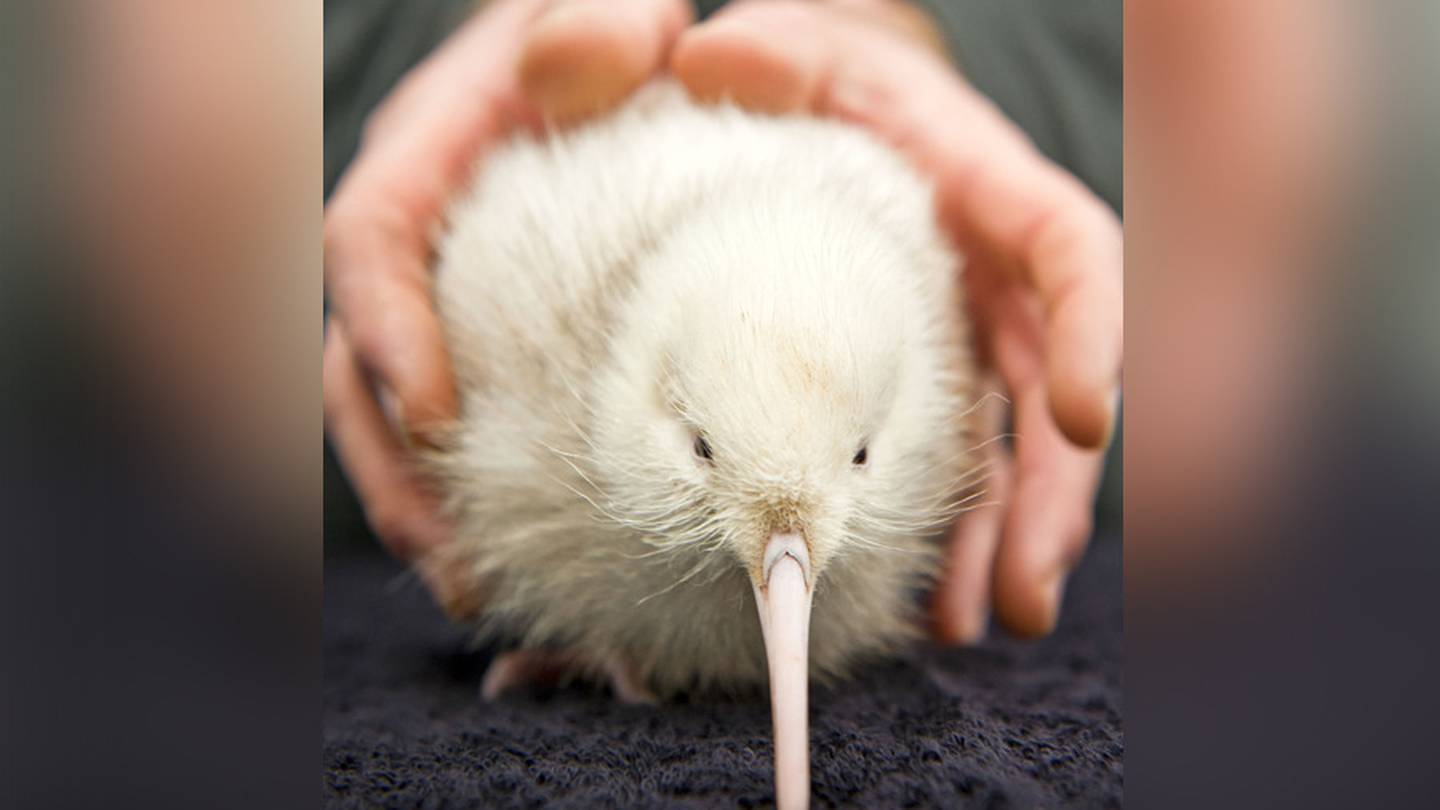 Manukura the white kiwi, pictured in 2014. Photo: NZH File