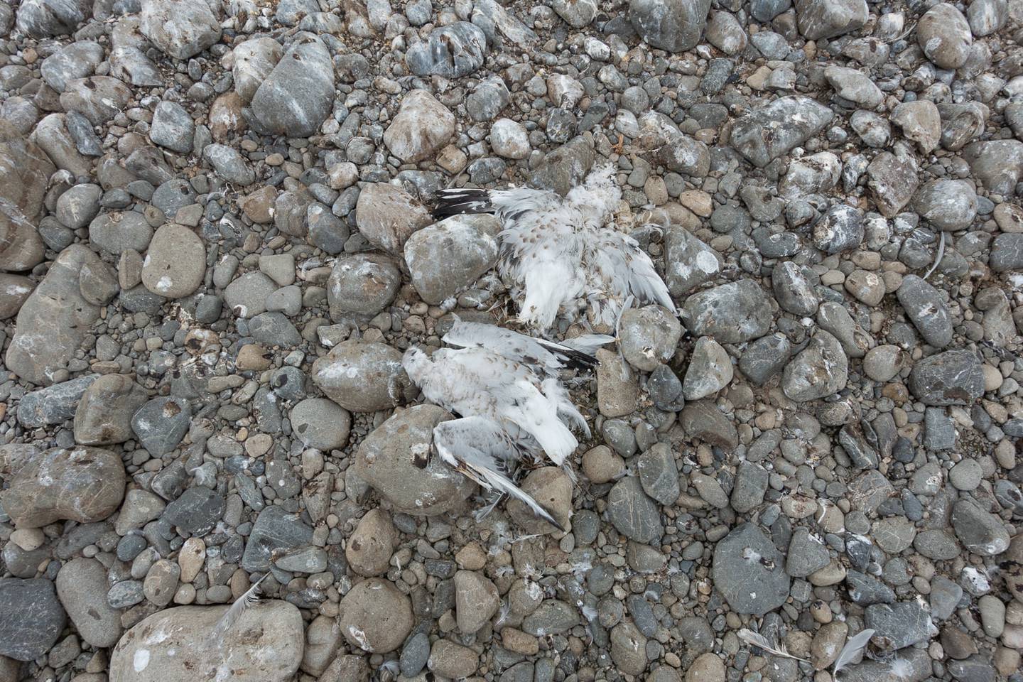 Black-billed gulls found dead by the Ashely Rivercare Group. Photo: Grant Davey via NZH