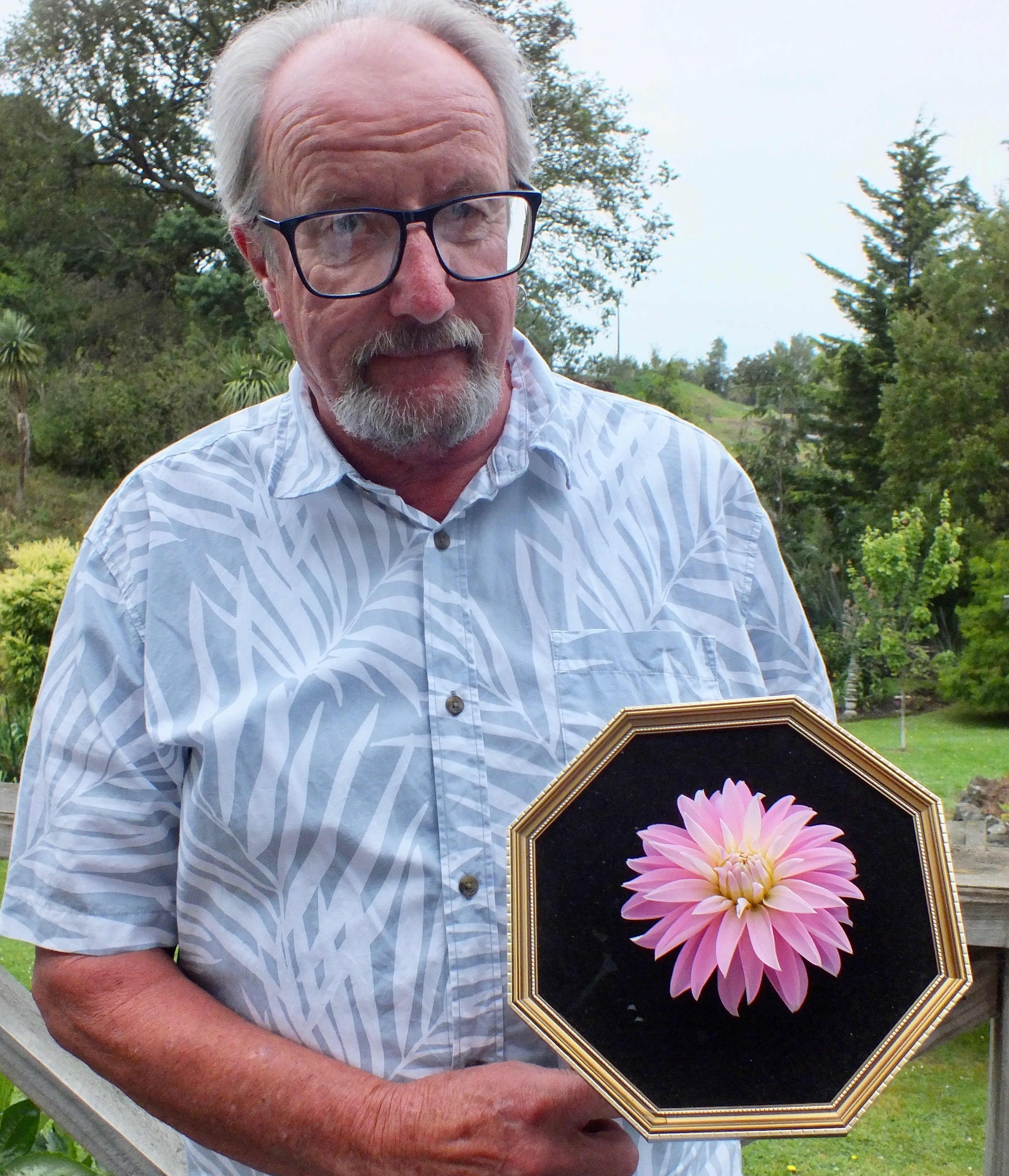 DHS president Stuart Brown with a dahlia in a frame, a new category at this weekend’s show....