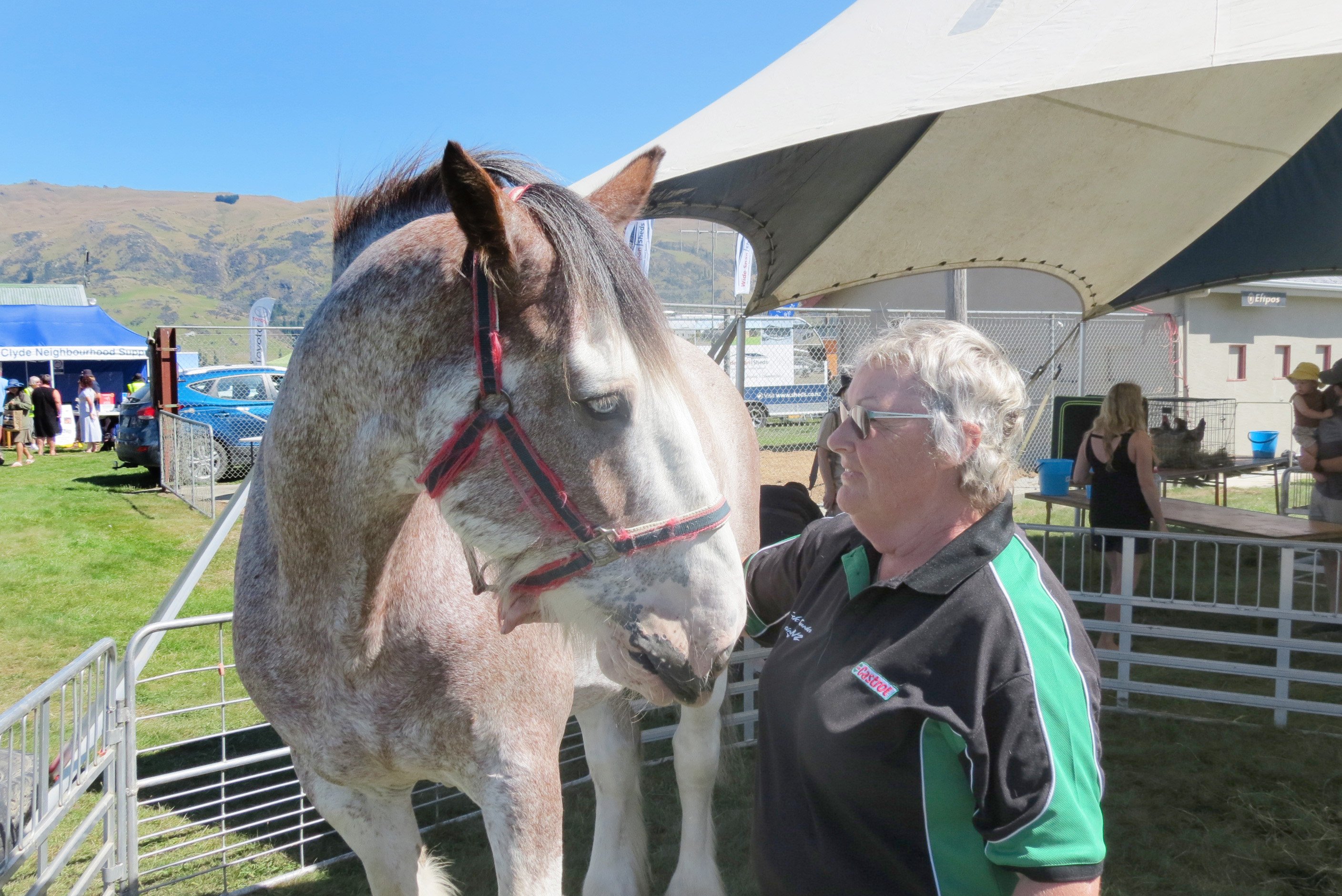 Lyn Chittock, of Roxburgh, pats her Clydesdale Buster at the Mt Benger A&P Show’s pet tent on...