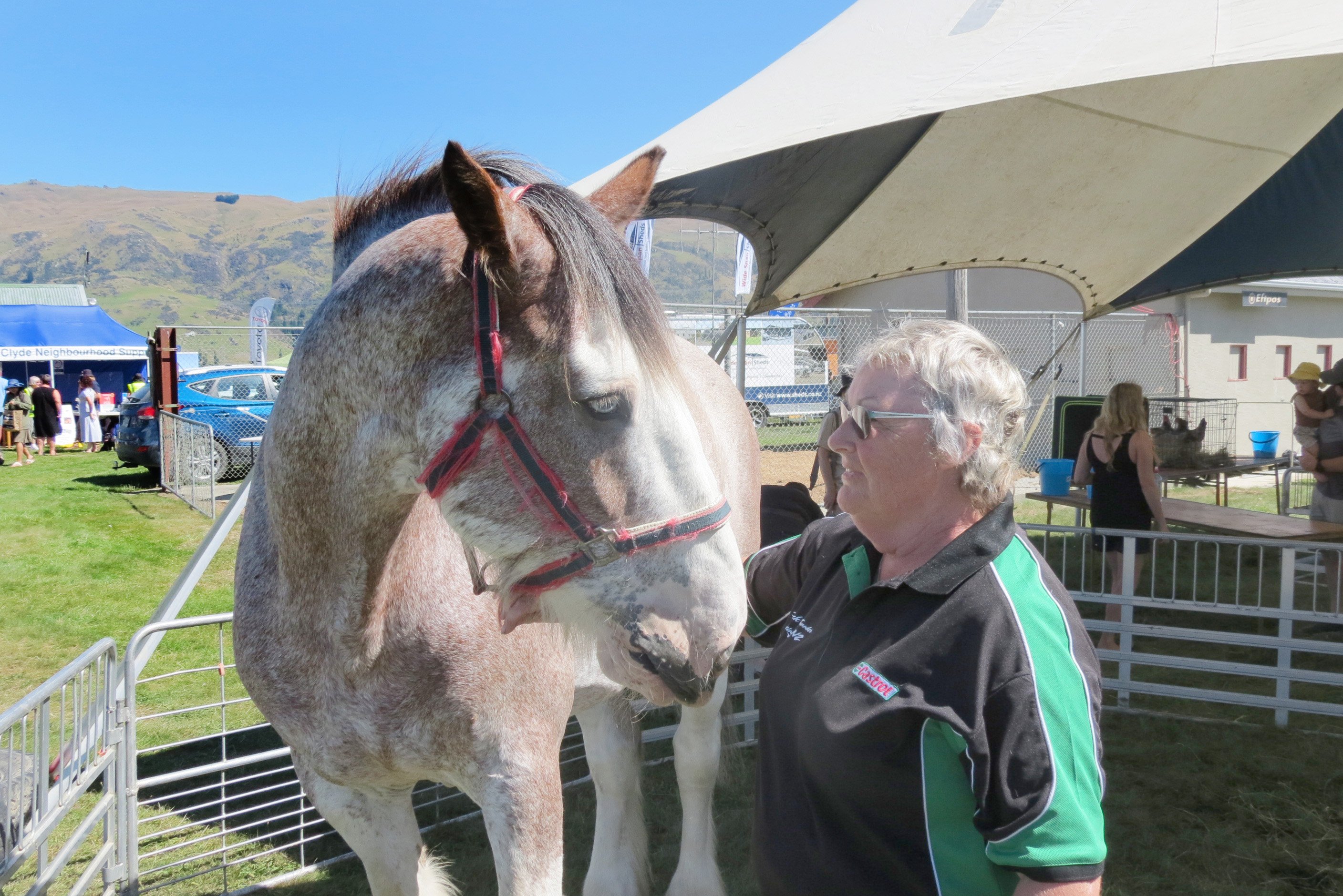 Lyn Chittock, of Roxburgh, pats her Clydesdale Buster at the Mt Benger A&P Show’s pet tent on...