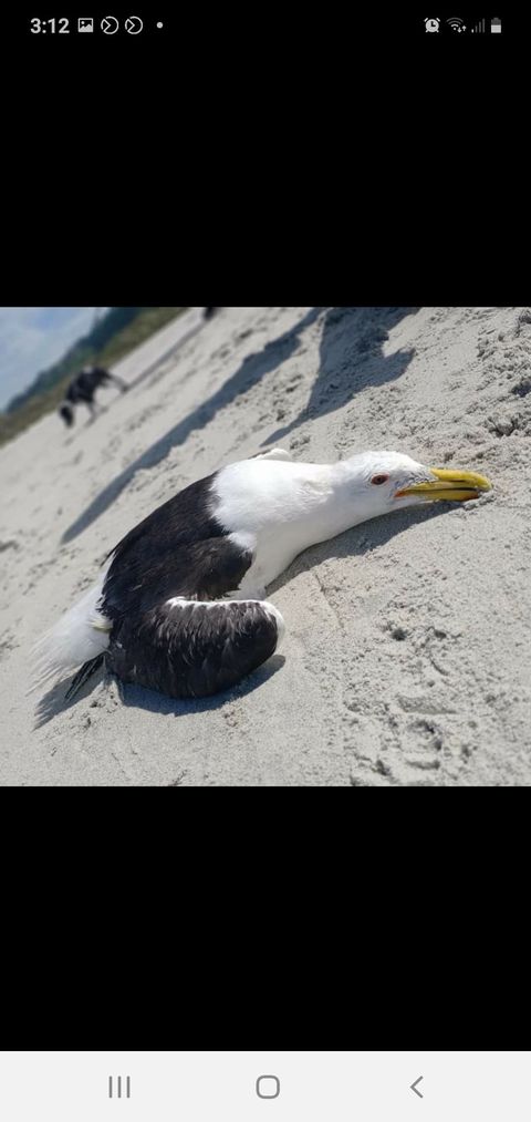 A dying black-backed gull. Photo: Bird Rescue Dunedin