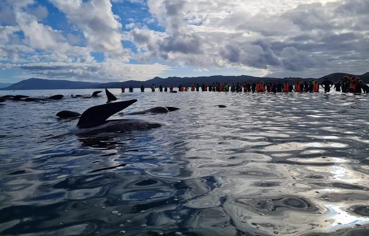 The whales being refloated on Monday evening from the base of Farewell Spit in Golden Bay. Photo:...