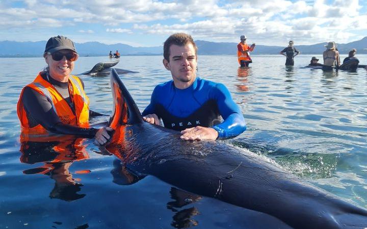 The whales being refloated on Monday. Photo: Supplied / Project Jonah