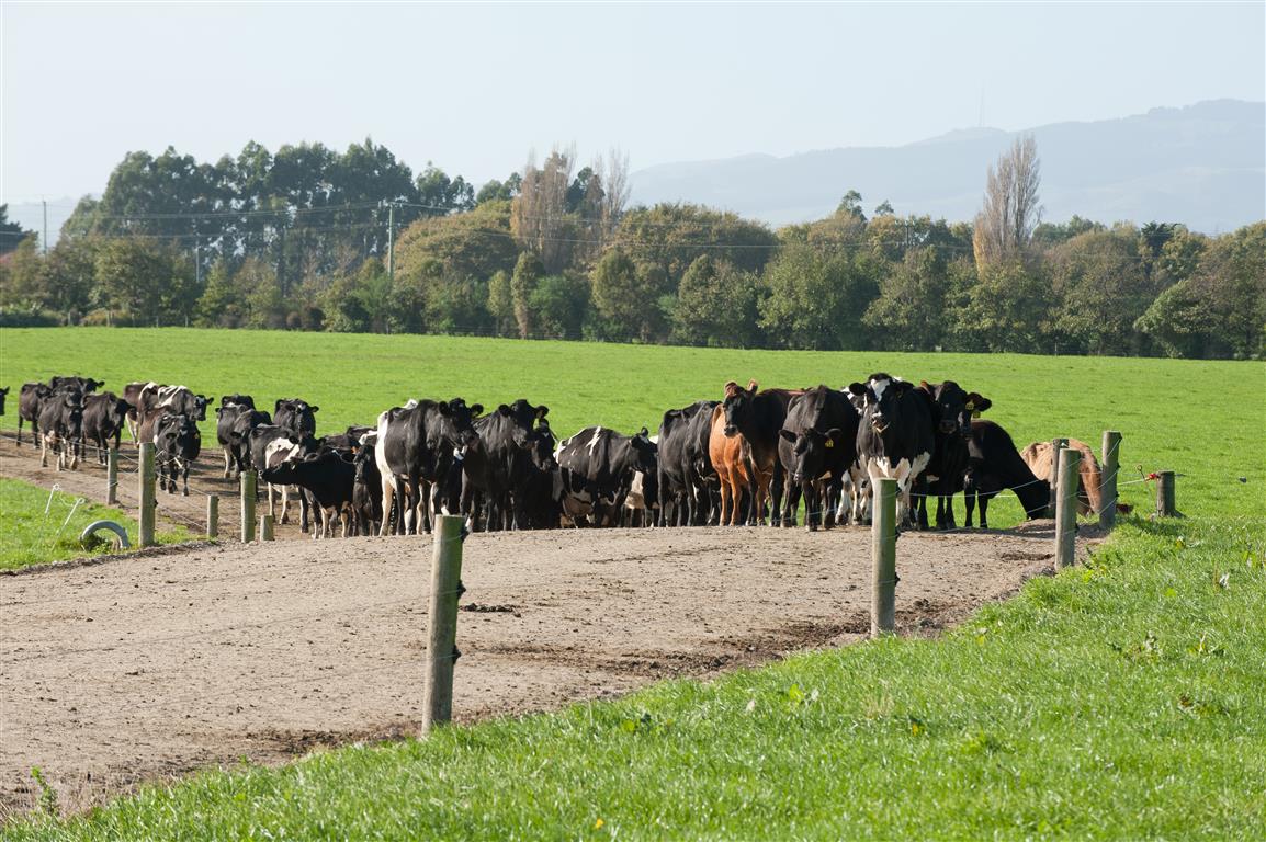 Lincoln University Dairy Farm cow have been found to have M. bovis after a positive milk...