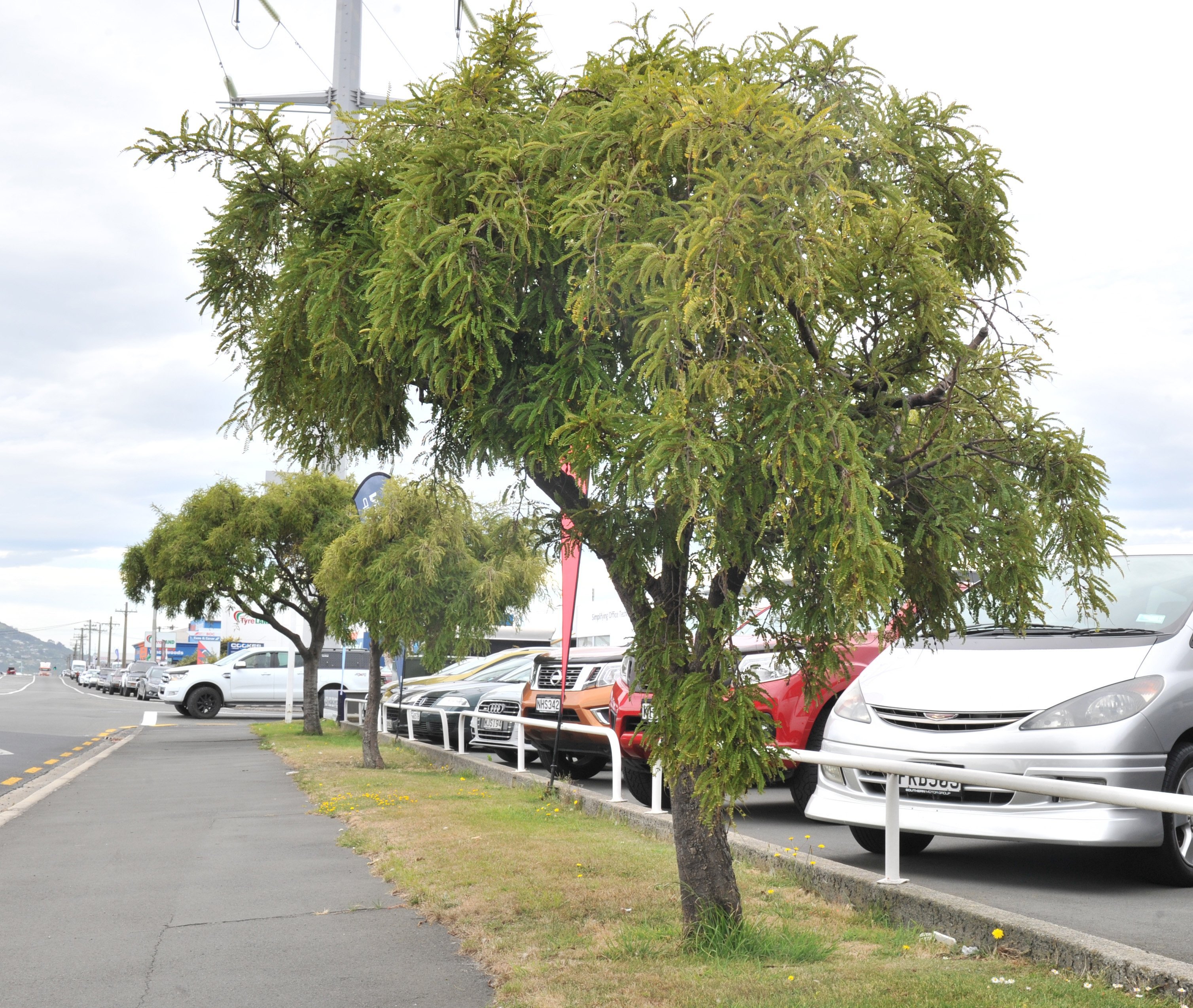 Three small kowhai trees are growing slowly but steadily in a very exposed location by the busy...