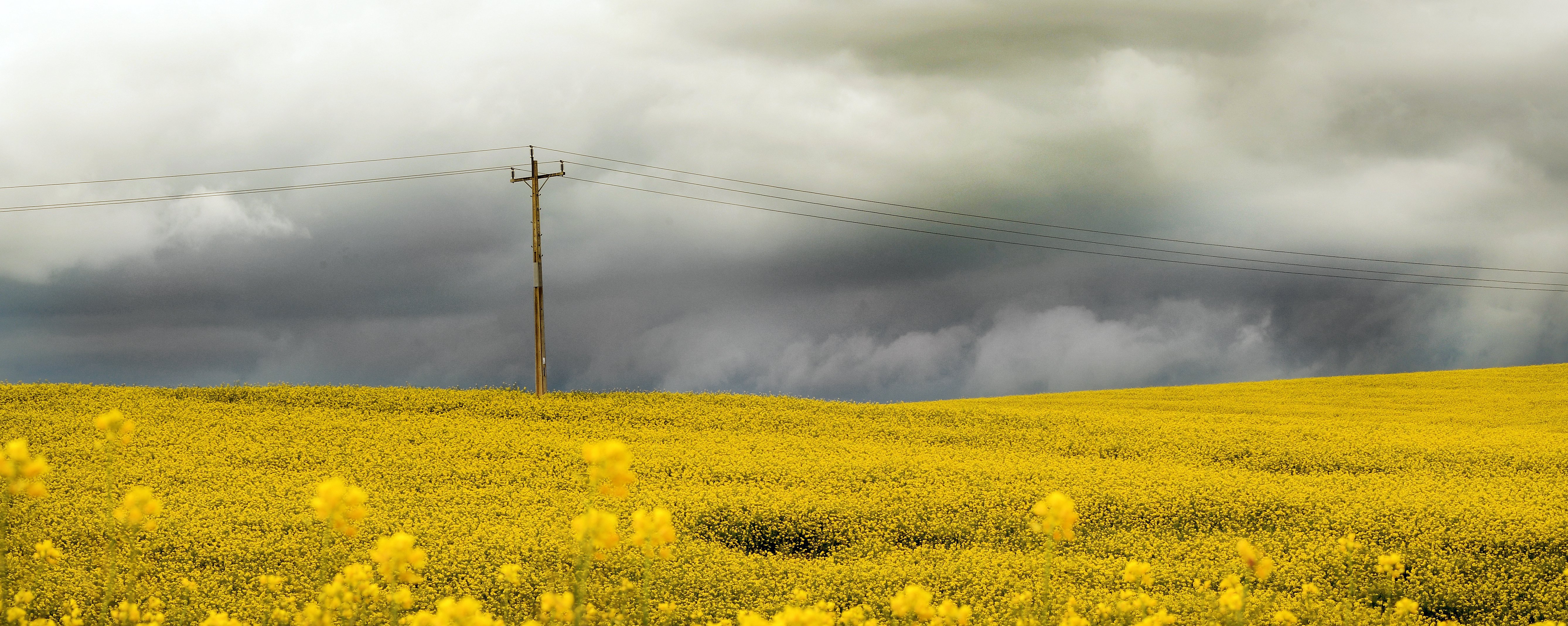 Rain clouds gather behind a paddock of canola, south of Balclutha. PHOTO: STEPHEN JAQUIERY