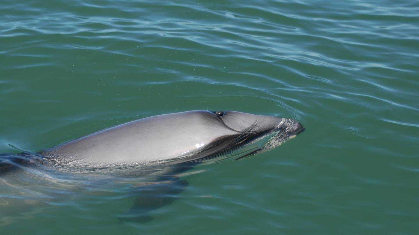 A new drone project is being launched today to save the endangered Māui dolphin. Photo: NZH File