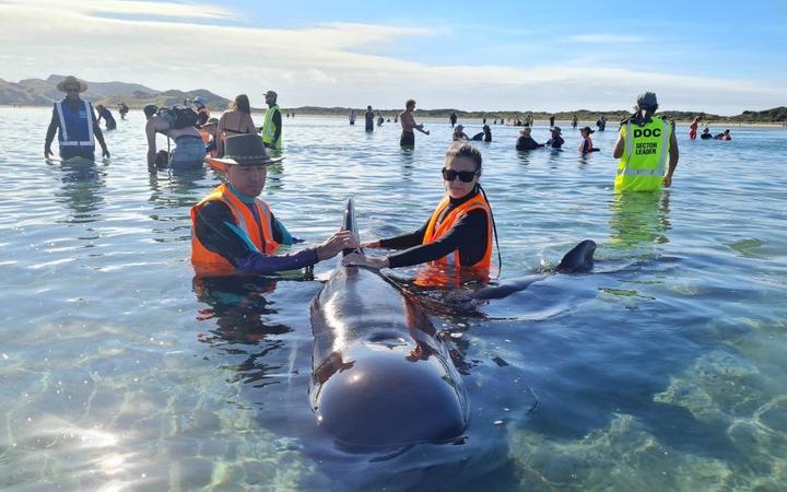 DOC says conditions were extremely good for a refloat. Photo: Supplied / Project Jonah