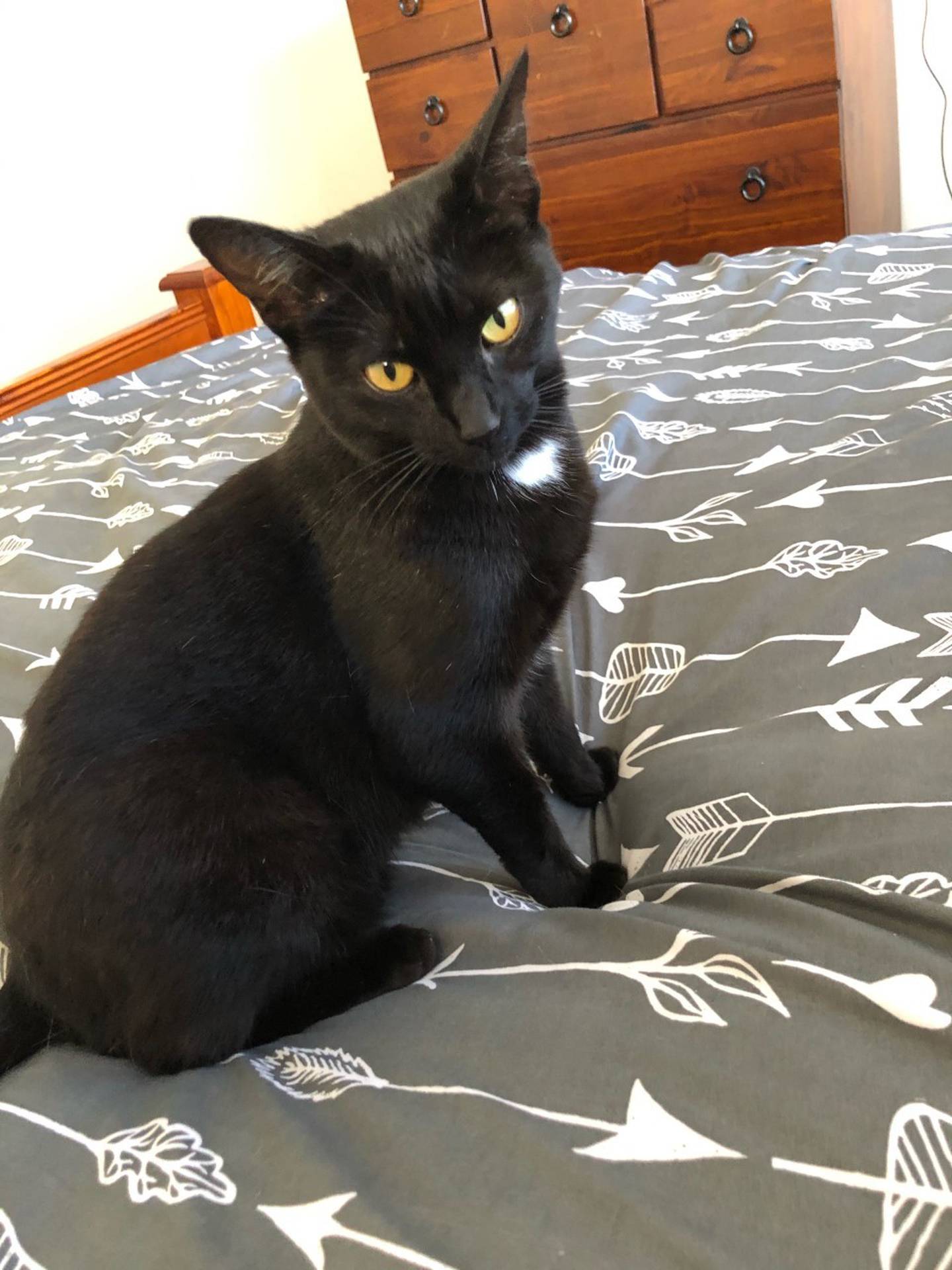 Grace the cat. Photo: Supplied