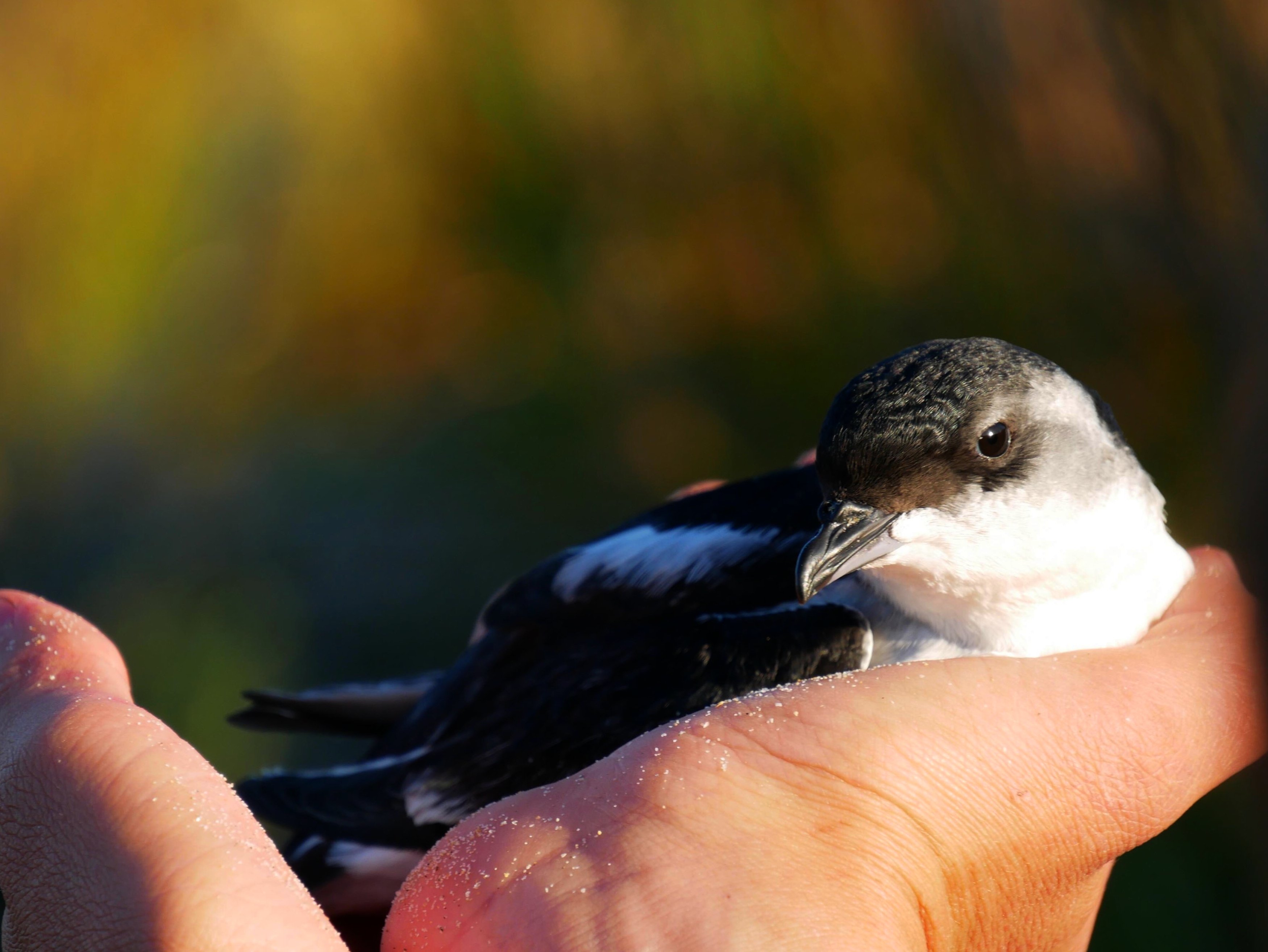 Whenua Hou diving petrel, or kuaka, were once found throughout the country. PHOTO: JINTY MCTAVISH...