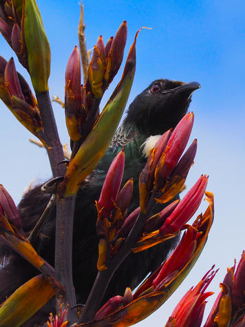 This Tūī photographed by Angus Winter, 9, won the 10 Years and Under category. Photo: Angus Winter