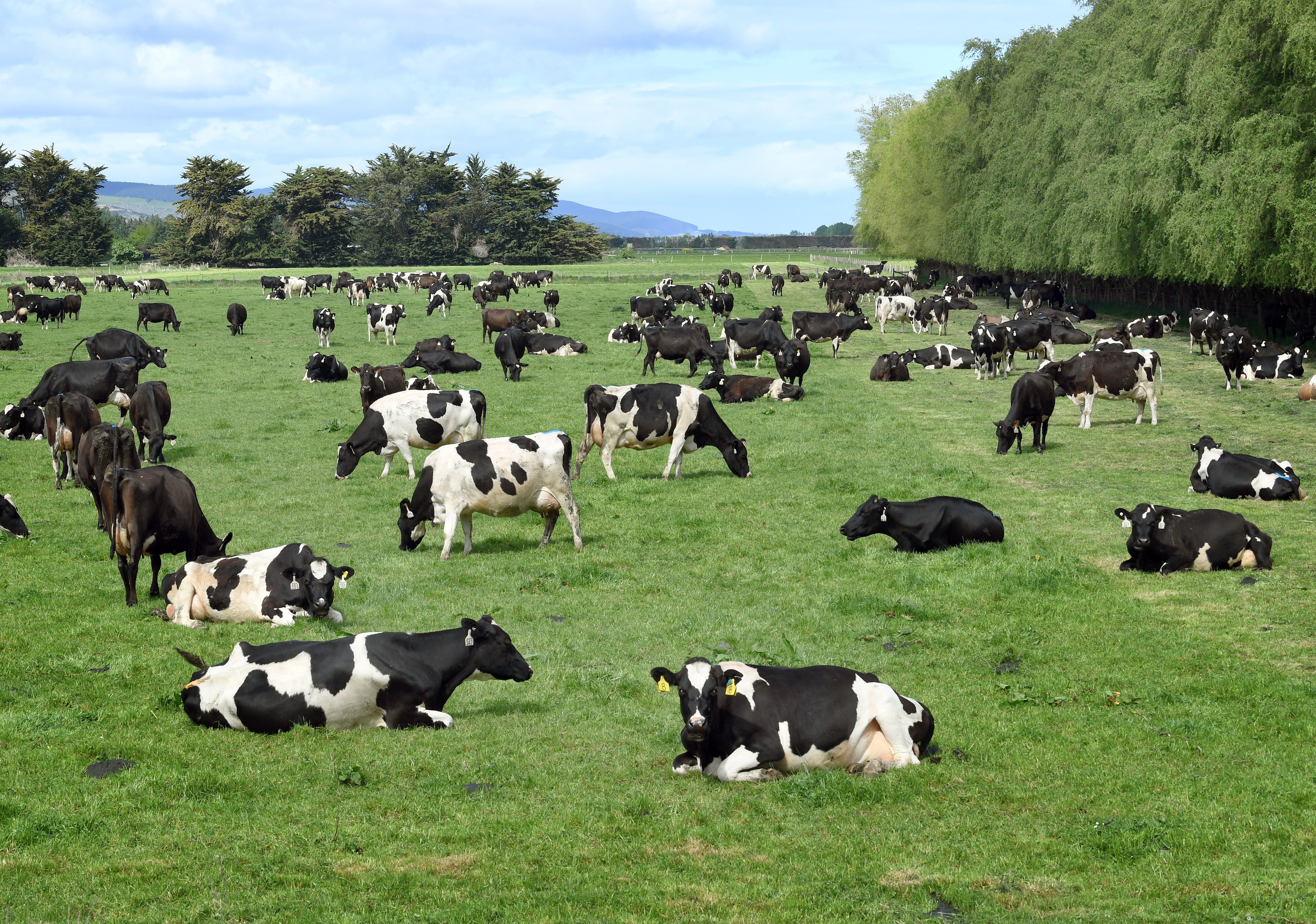 New skilled worker roles on dairy farms good news - Feds | Otago Daily  Times Online News