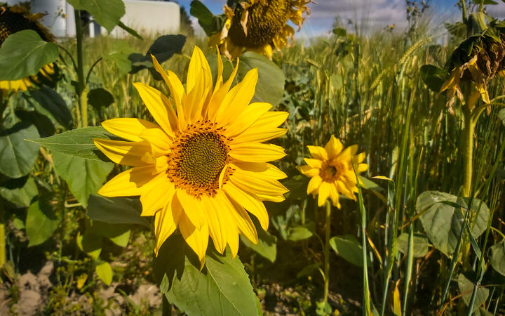 Millions of sunflowers on the Darling's farm will soon be harvested and turned into sunflower oil...