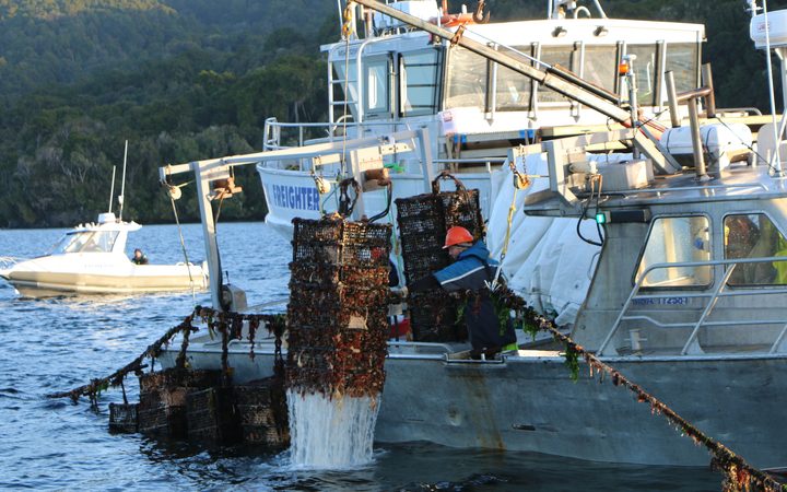 Oyster cages being pulled from Big Glory Bay in 2017 as farmed shellfish were culled to stop the...