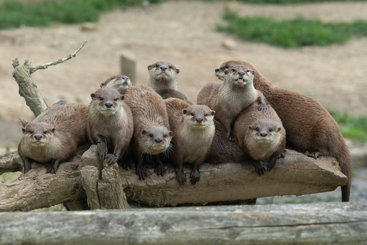 The family of Asian small-clawed otters will be released by Willowbank park staff into a...