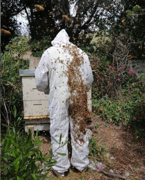  A helper inspects Maguire's healthy hives prior to the hive being decimated in February. Photo:...