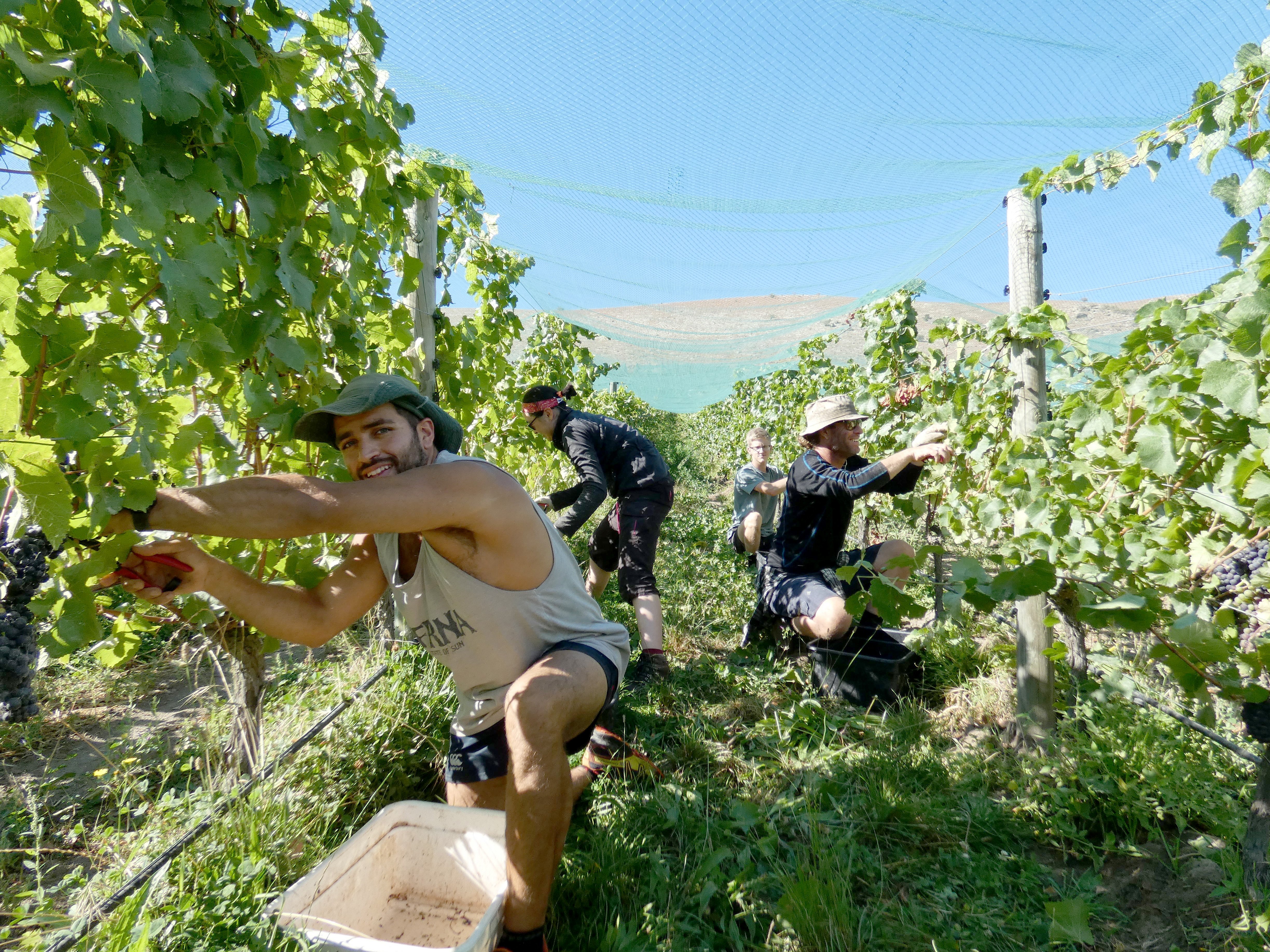 At work at Quartz Reef Bendigo Estate in Bendigo are (from left) Martin Ledesma Conrado, of...